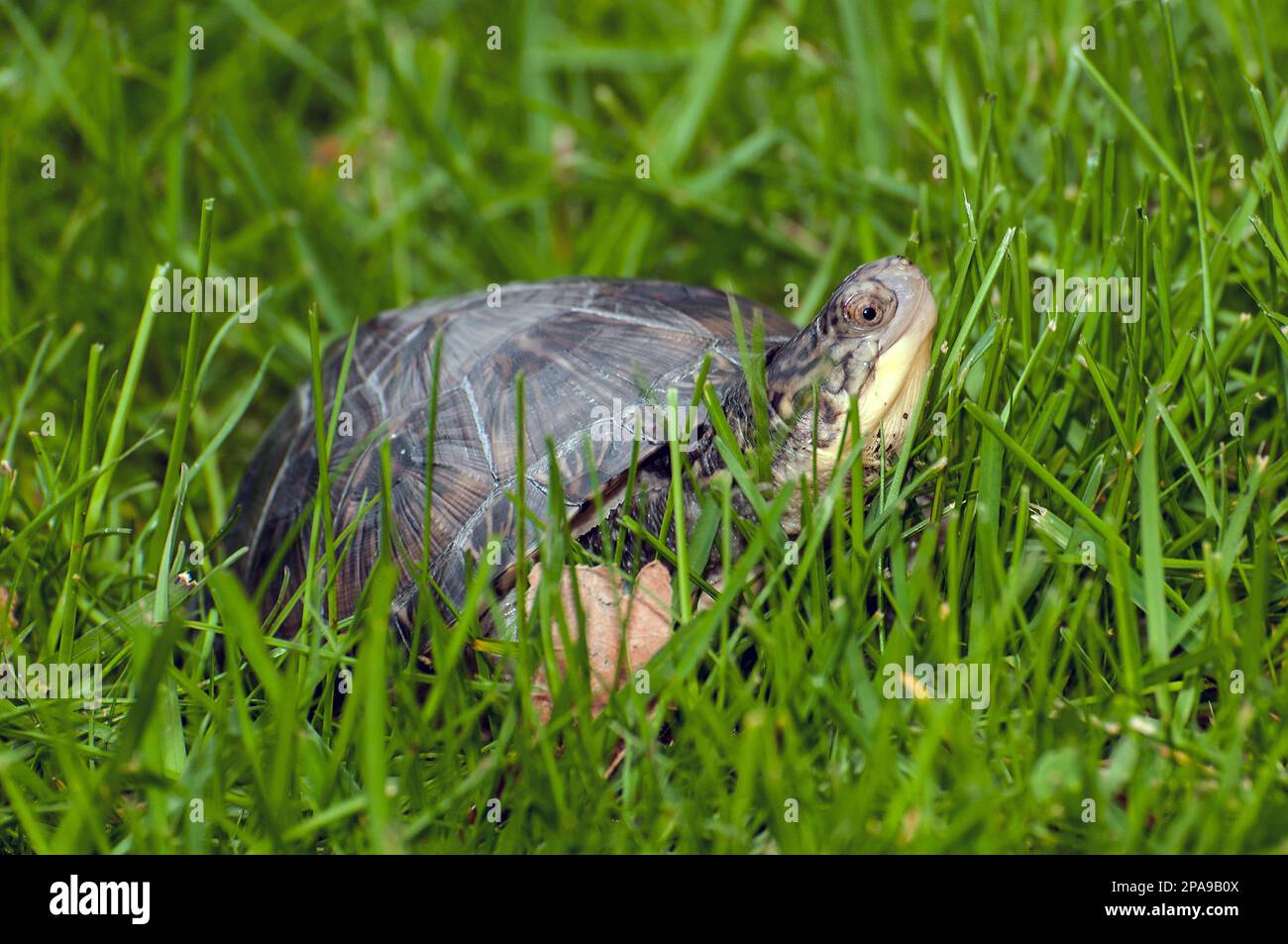 La tête a commencé la marche de la tortue de Blanding vers l'étang après la libération à la fin mai. C'est une tortue de 10 mois. Banque D'Images