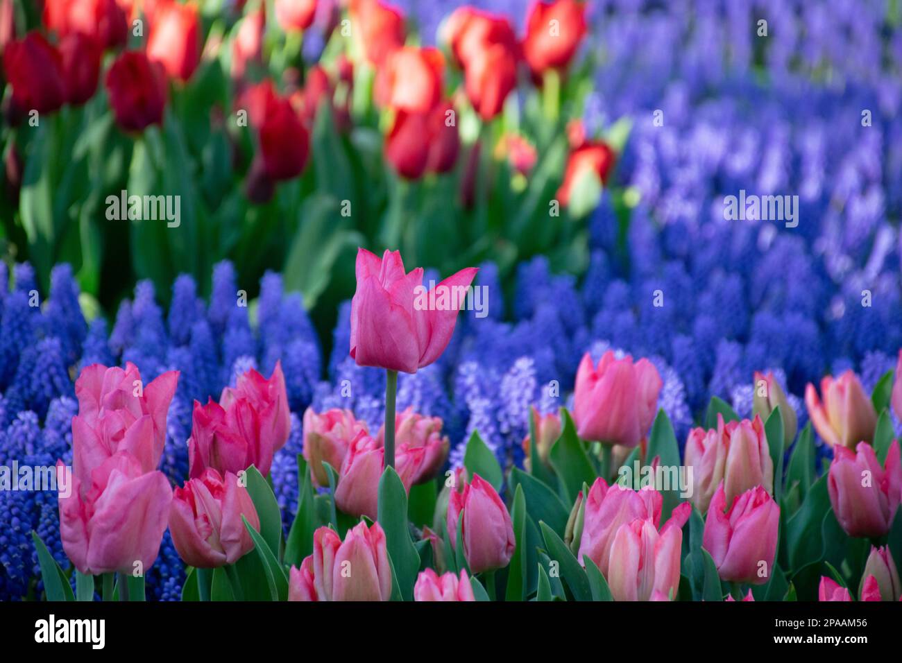 Tulipes roses et jacinthes bleues. Banque D'Images