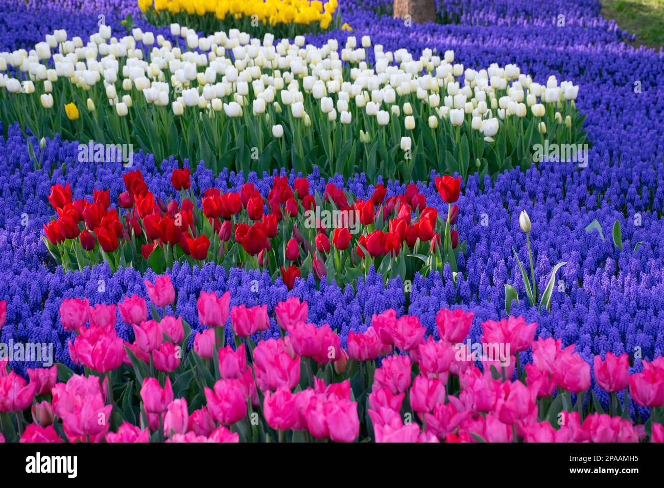 Fleurs de jacinthe à plumes et tulipes blanches derrière des tulipes rouges, tulipes roses devant. Un merveilleux paysage naturel avec des tulipes et des jacinthes. Banque D'Images