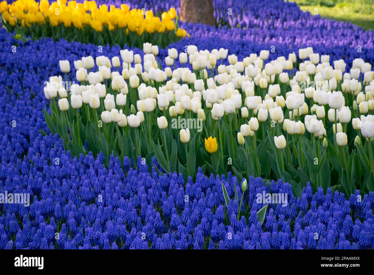 Tulipes blanches et jacinthes de raisin bleu dans un parc. Tulipes jaunes et blanches au foyer sélectif. Banque D'Images