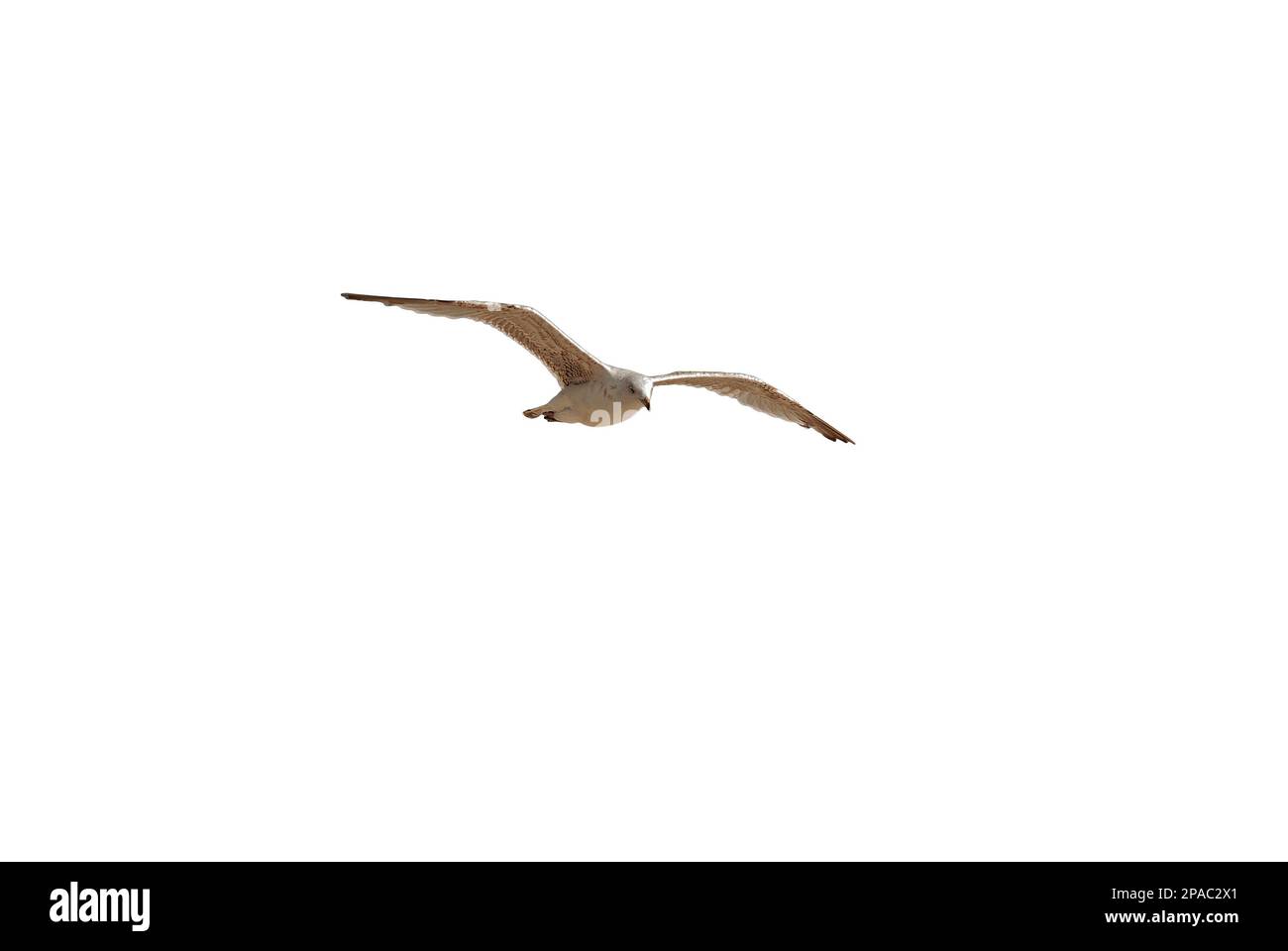 le vol des mouettes - mouettes en vol isolées sur fond blanc Banque D'Images
