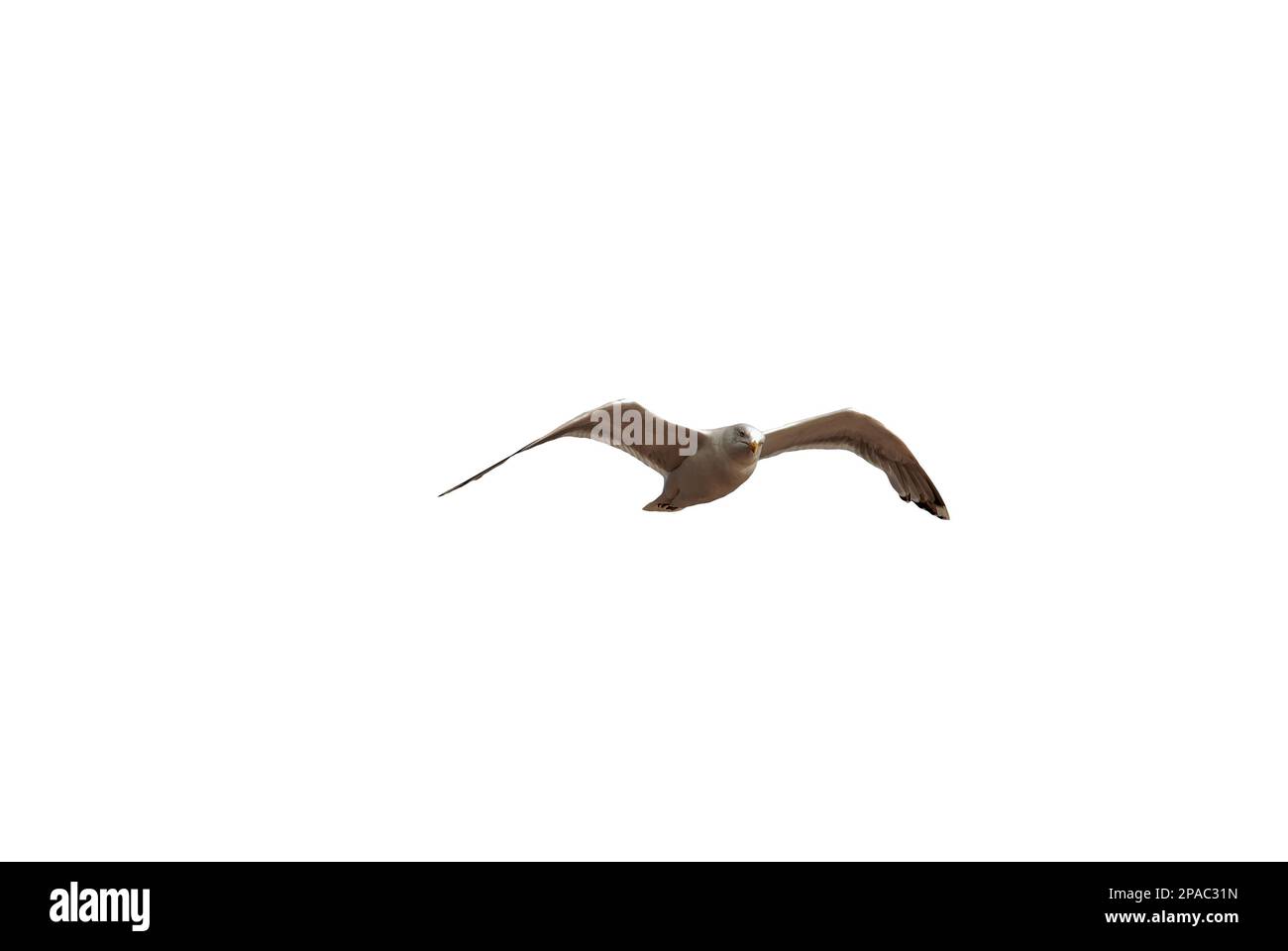 Goéland argenté en vol (Larus argentatus) - mouette en vol isolée sur fond blanc Banque D'Images