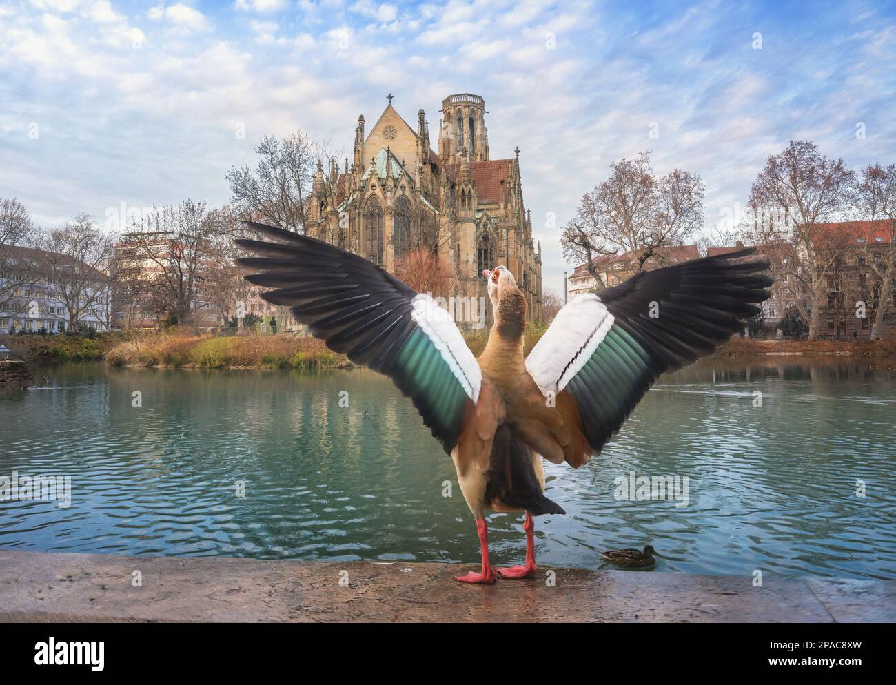 La bernache égyptienne s'envolant sur ses ailes au lac Feuersee, en face de Johanneskirche (église Saint-Jean) Banque D'Images
