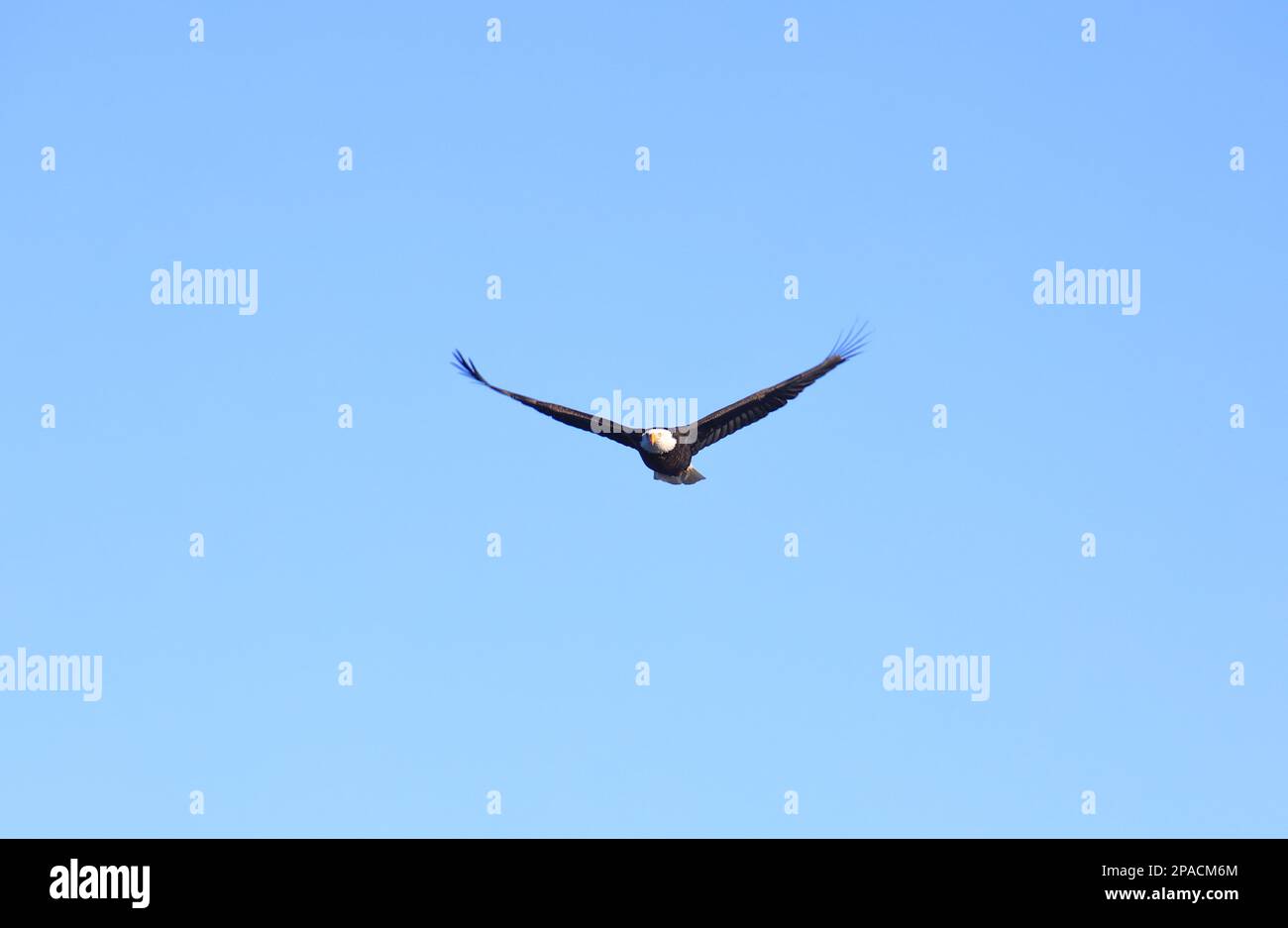 Aigle en vol Banque D'Images