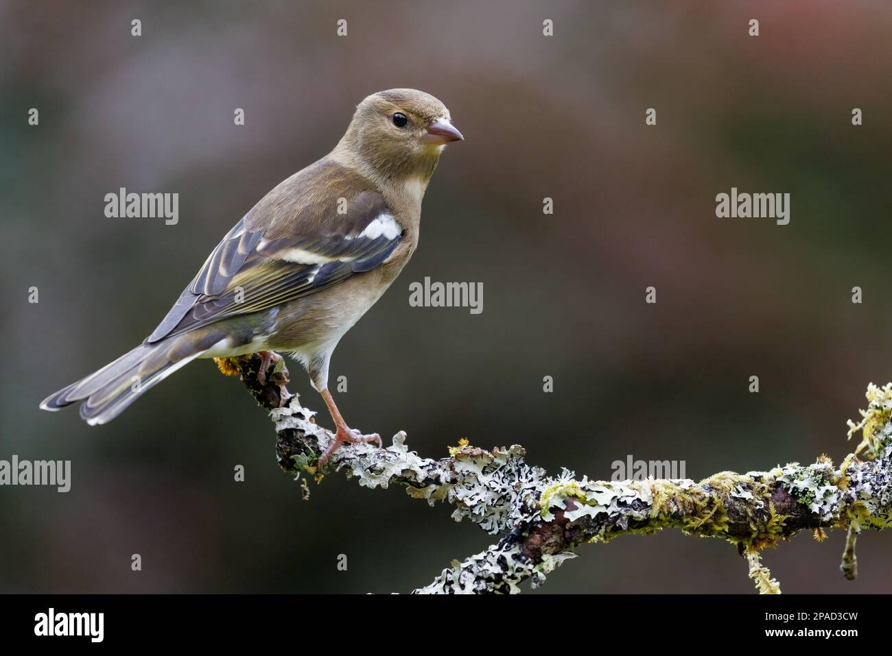 Chaffinch [ Fringilla coelebs ] oiseau femelle sur bâton couvert de lichen Banque D'Images