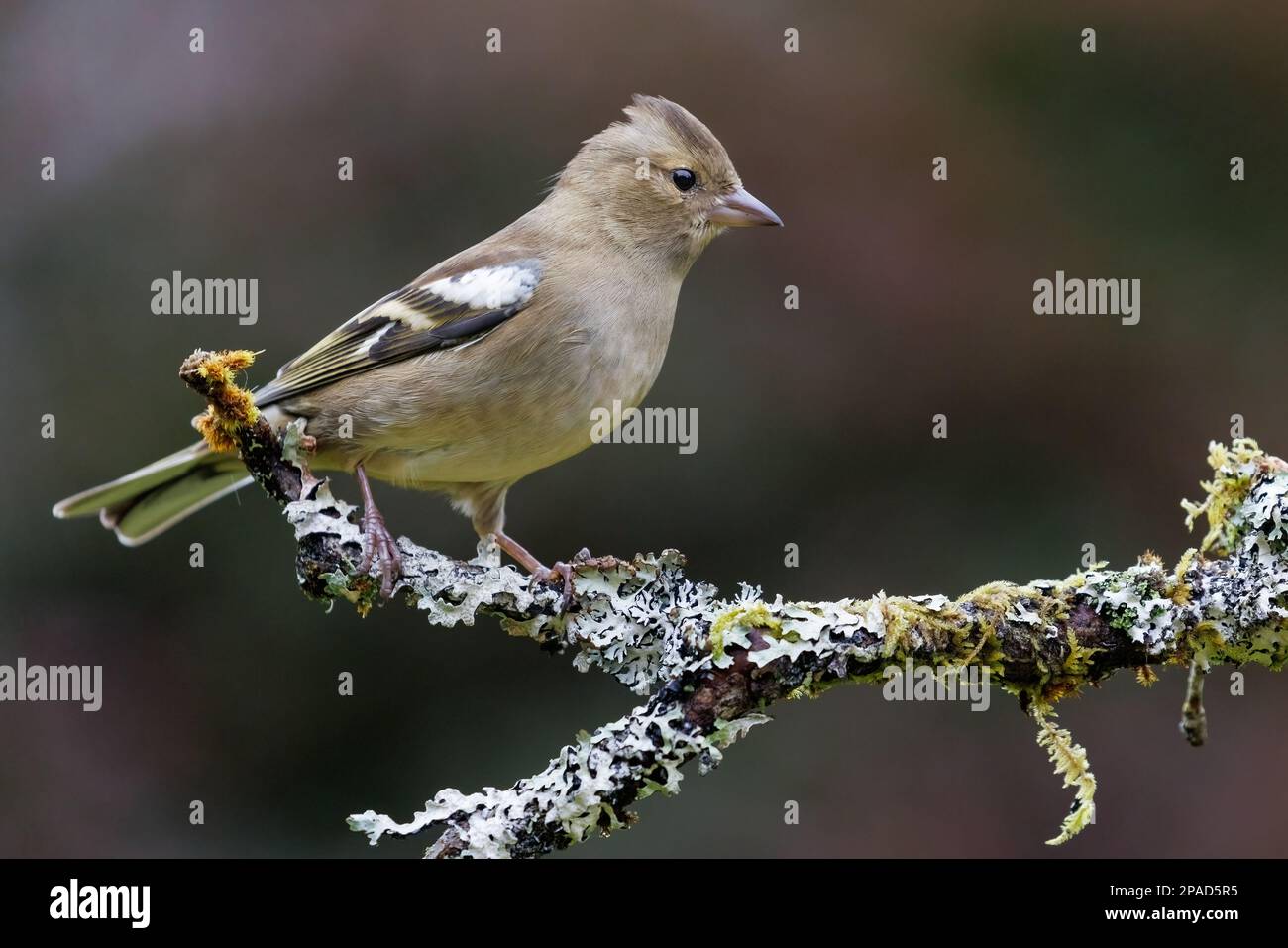 Chaffinch [ Fringilla coelebs ] oiseau femelle sur bâton couvert de lichen Banque D'Images
