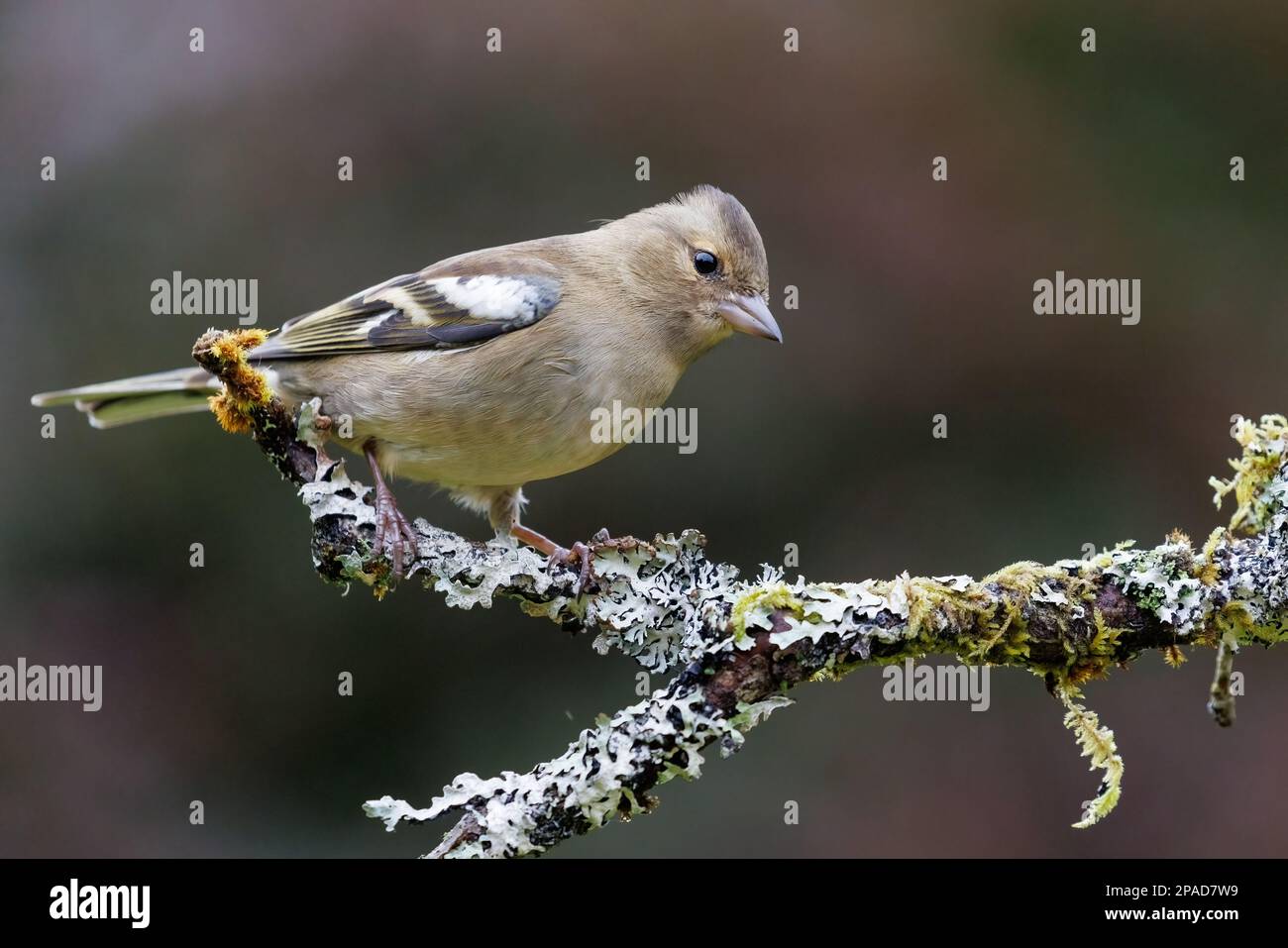 Chaffinch [ Fringilla coelebs ] oiseau femelle sur bâton couvert de lichen Banque D'Images