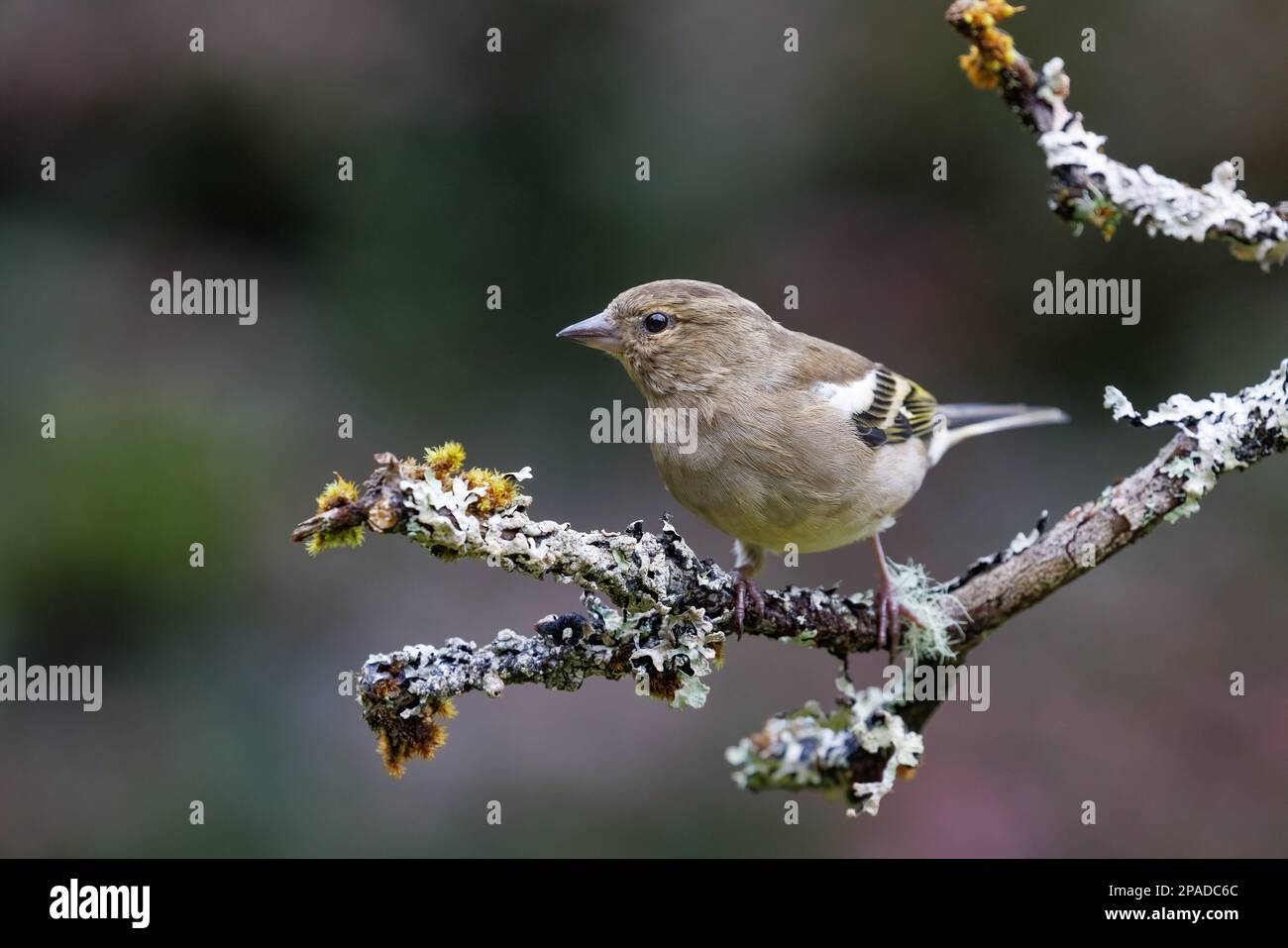 Chaffinch [ Fringilla coelebs ] oiseau femelle sur bâton couvert de lichen Banque D'Images