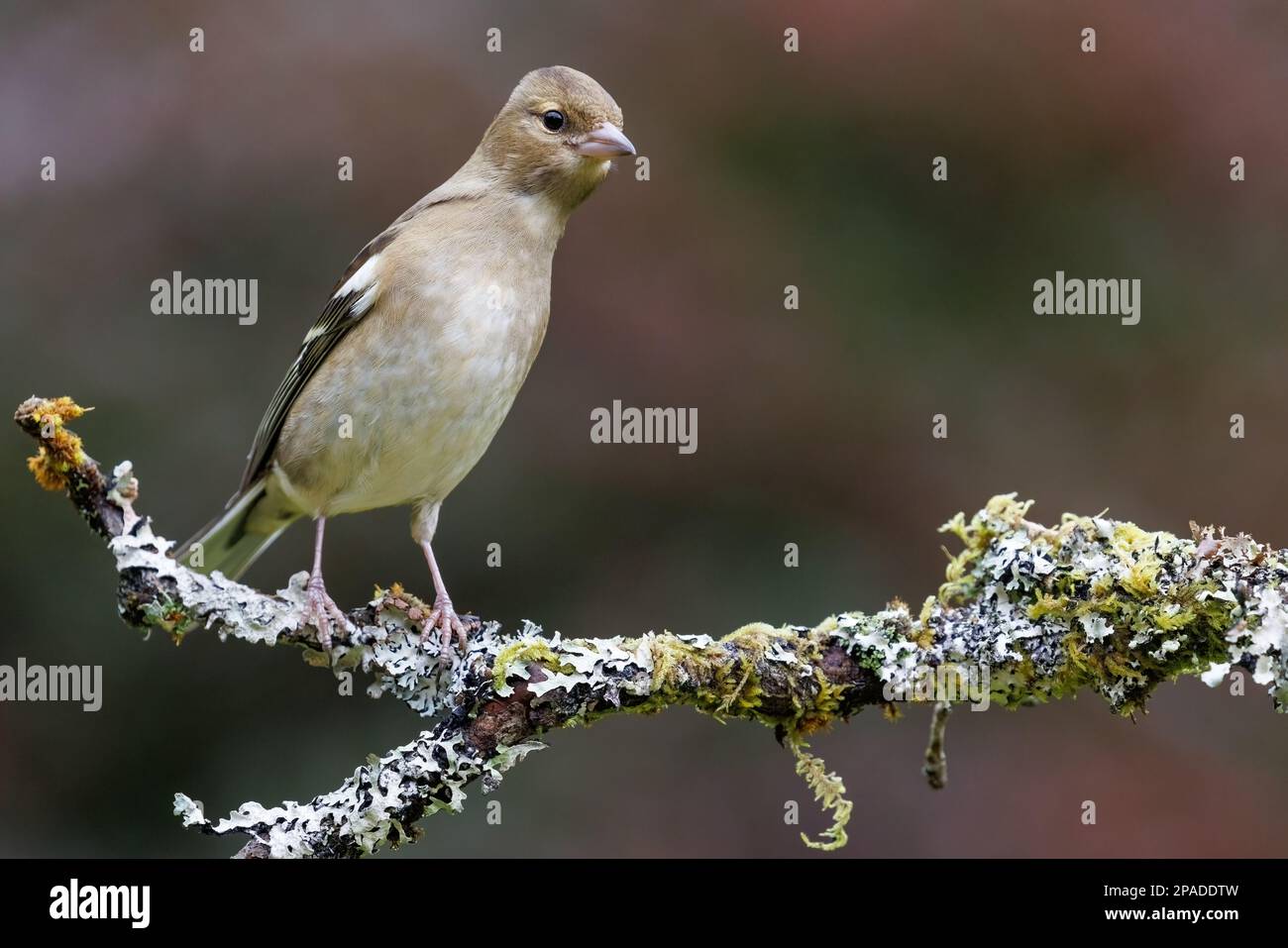 Chaffinch [ Fringilla coelebs ] oiseau femelle sur bâton couvert de lichen Banque D'Images