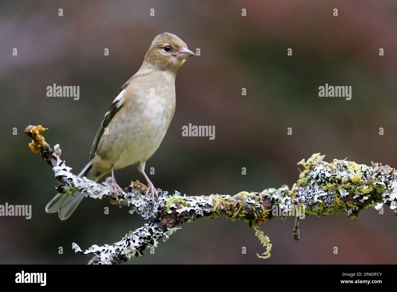 Chaffinch [ Fringilla coelebs ] oiseau femelle sur bâton couvert de lichen Banque D'Images