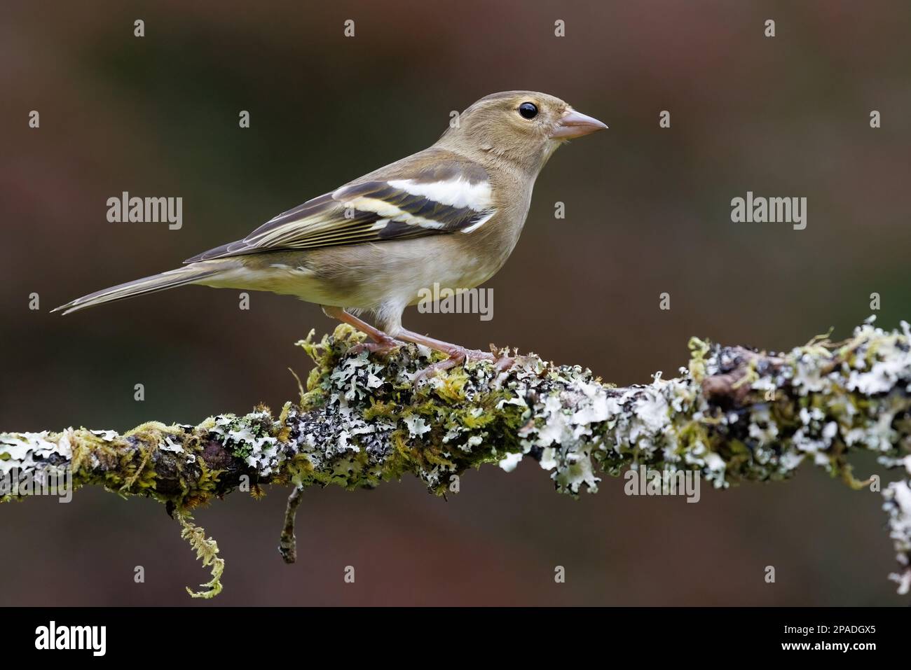 Chaffinch [ Fringilla coelebs ] oiseau femelle sur bâton couvert de lichen Banque D'Images