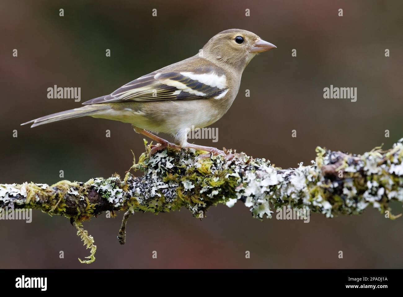 Chaffinch [ Fringilla coelebs ] oiseau femelle sur bâton couvert de lichen Banque D'Images