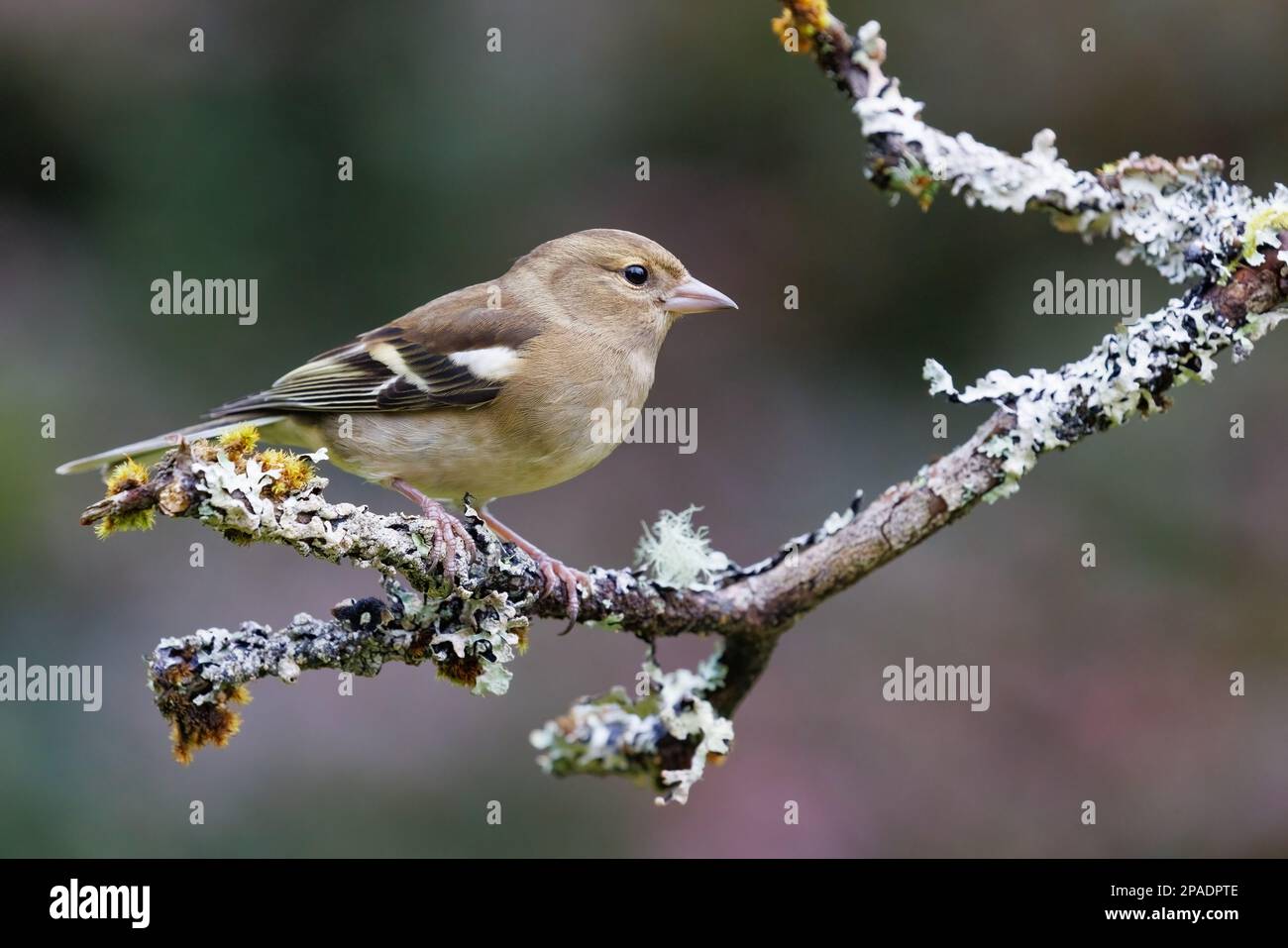 Chaffinch [ Fringilla coelebs ] oiseau femelle sur bâton couvert de lichen Banque D'Images