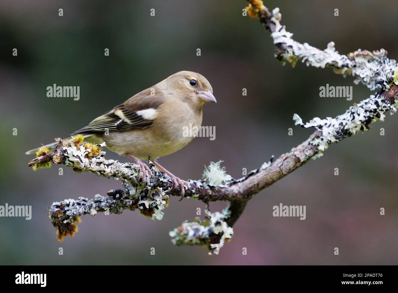 Chaffinch [ Fringilla coelebs ] oiseau femelle sur bâton couvert de lichen Banque D'Images