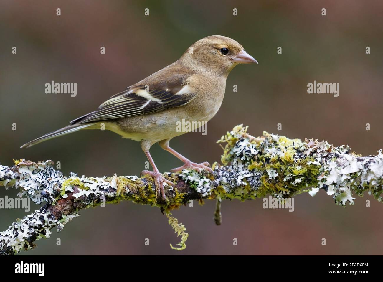 Chaffinch [ Fringilla coelebs ] oiseau femelle sur bâton couvert de lichen Banque D'Images