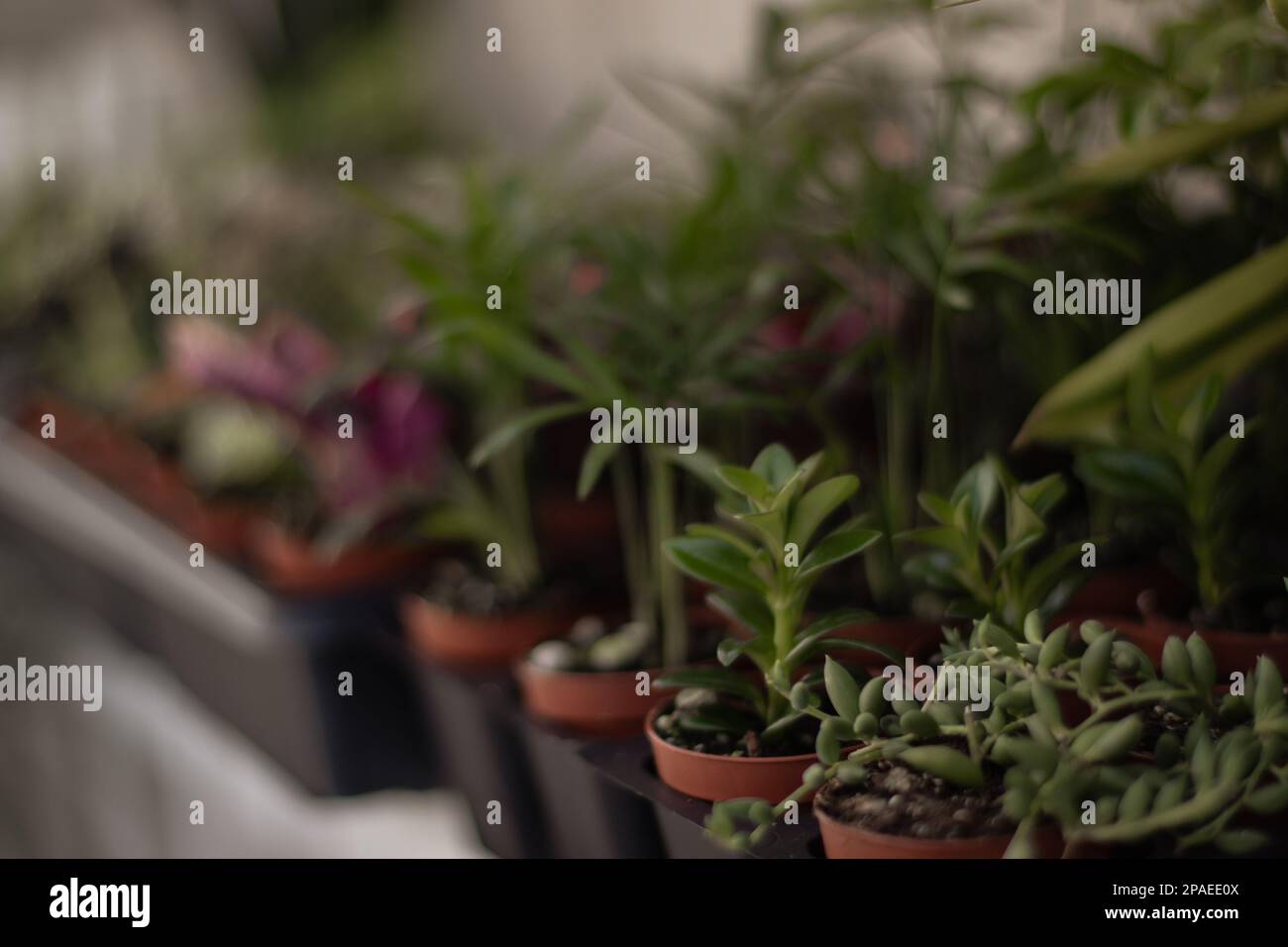 Petites plantes de maison en pot. Majesty Palm et usine de Jade Banque D'Images