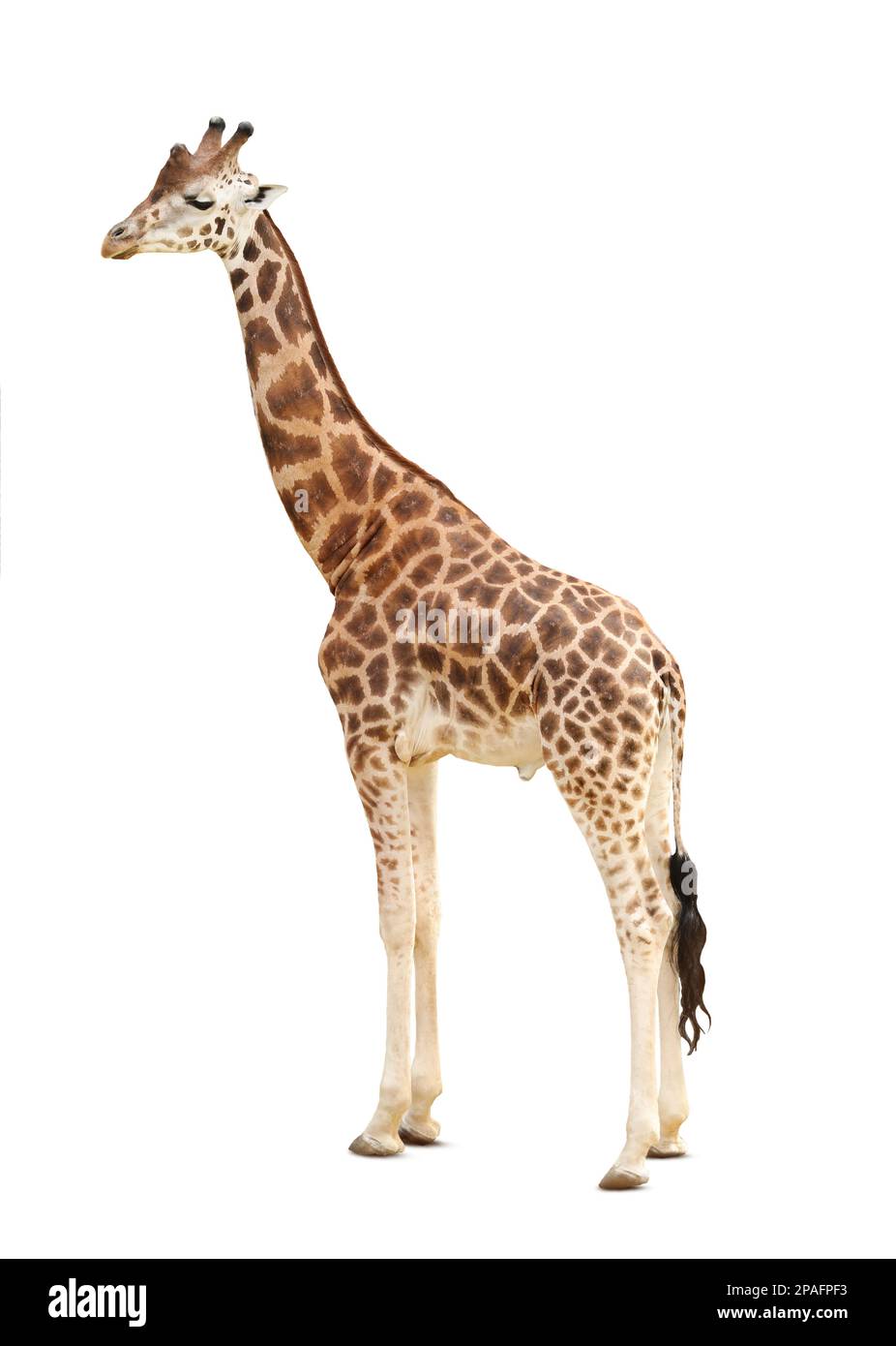 Magnifique girafe de Rothschild sur fond blanc. Animal exotique Banque D'Images