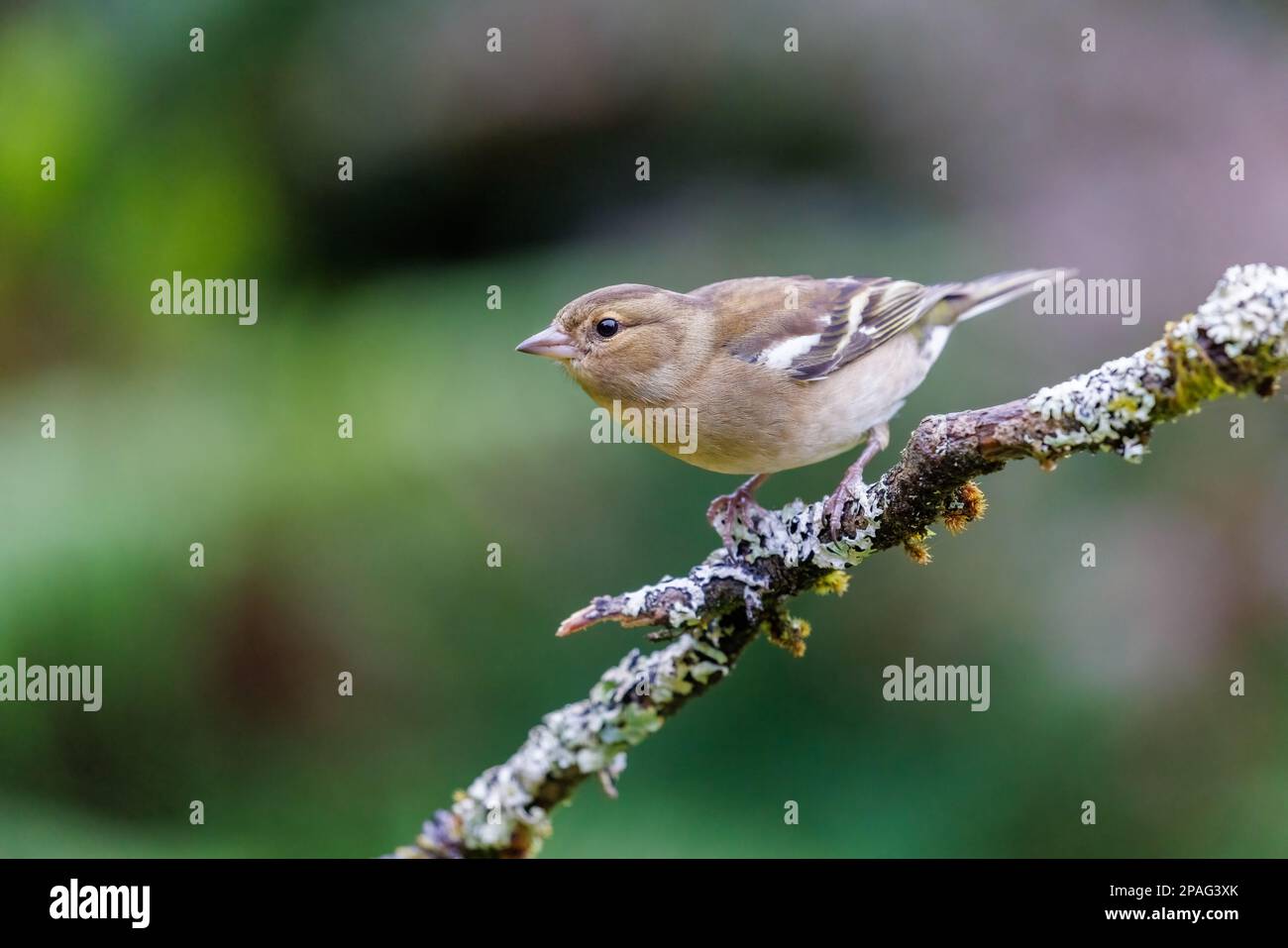 Chaffinch [ Fringilla coelebs ] Femme sur bâton de Lichen couvert Banque D'Images