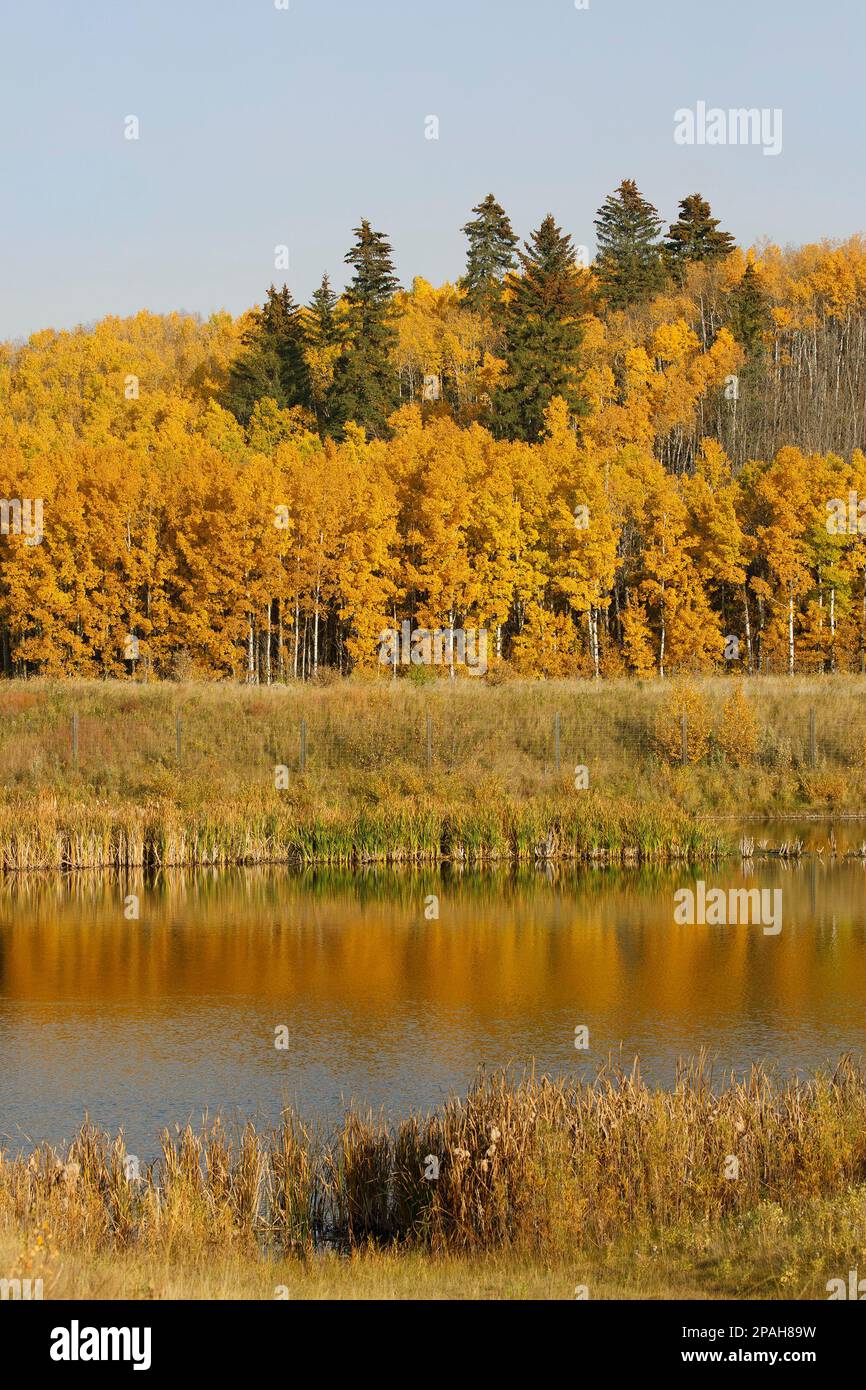 Étang, terres humides et forêt mixte de tremble et d'épinette blanche en automne dans le parc provincial Fish Creek, une réserve naturelle de Calgary, Canada Banque D'Images