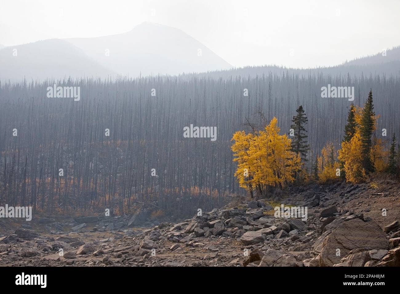 Les conifères et les feuillus restants ont survécu à un grand feu de forêt et constituent une source de semences pour le rétablissement après un incendie de forêt dans le parc national Jasper, au Canada Banque D'Images