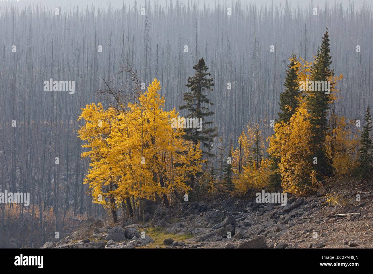 Les conifères et les feuillus restants ont survécu à un grand feu de forêt et constituent une banque de semences pour la récupération après un incendie de forêt dans le parc national Jasper, au Canada Banque D'Images
