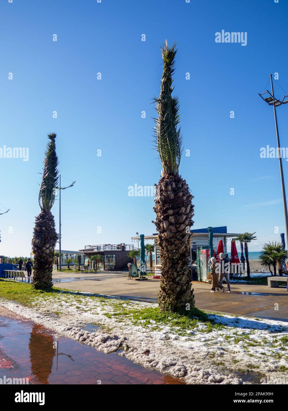 Batumi, Géorgie. 02.14.2023 neige sur un palmier et sur l'herbe verte. Hiver à Batumi. L'hiver dans le parc de la station de la ville du sud. Chute soudaine de neige. Banque D'Images