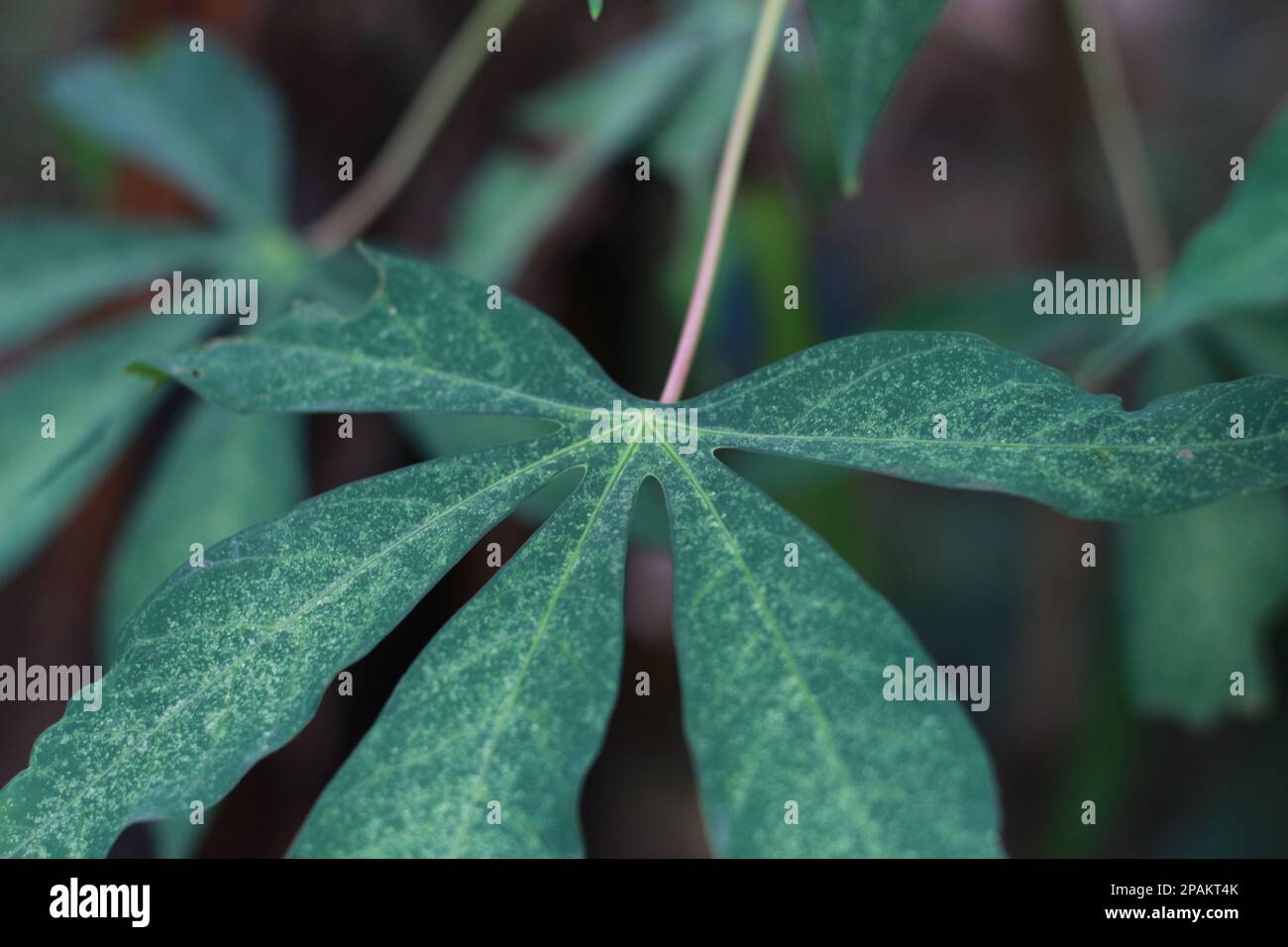 un gros plan des feuilles de manioc. motif floral photo. Banque D'Images