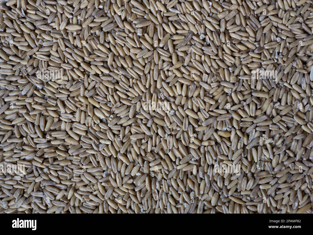 Avoine biologique à grains entiers, non cuite, plein écran gros plan Banque D'Images