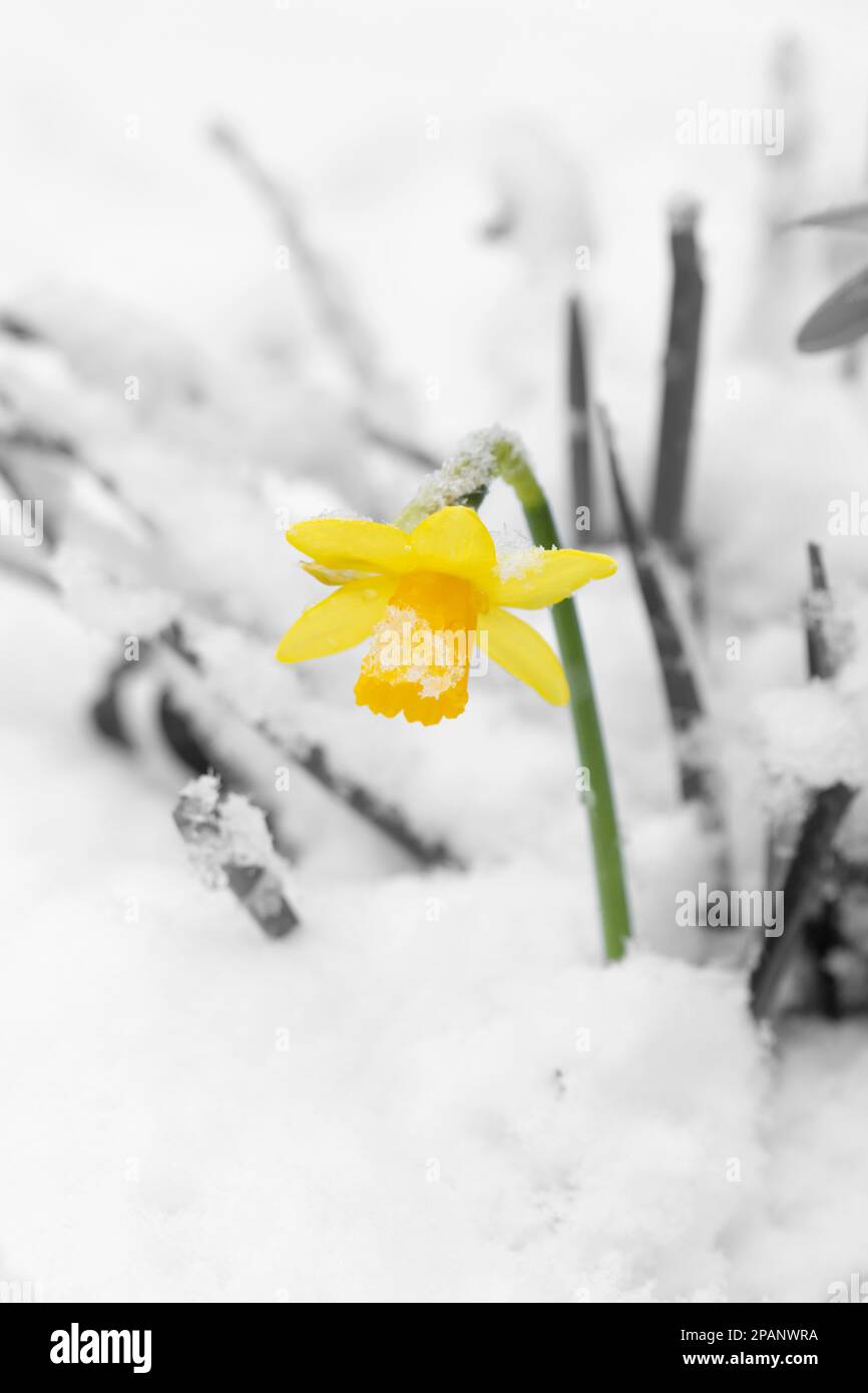 Fleur de jonquille, narcisse jaune, recouverte de neige dans un jardin en mars. Image couleur sélective abstraite Banque D'Images