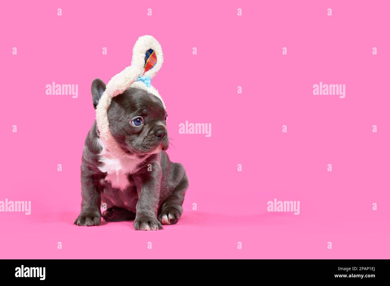 Jeune chien de taureaux français chiot avec oreilles de lapin de Pâques sur fond rose avec espace de copie Banque D'Images