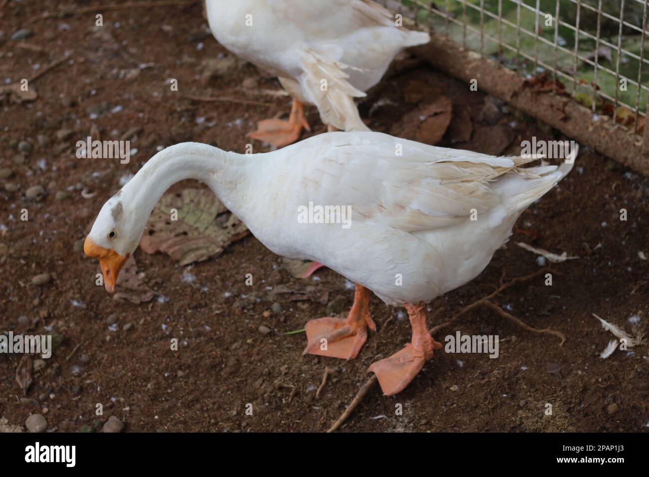 Photo d'une oie blanche dans une cage. concept de photo d'animal Photo  Stock - Alamy
