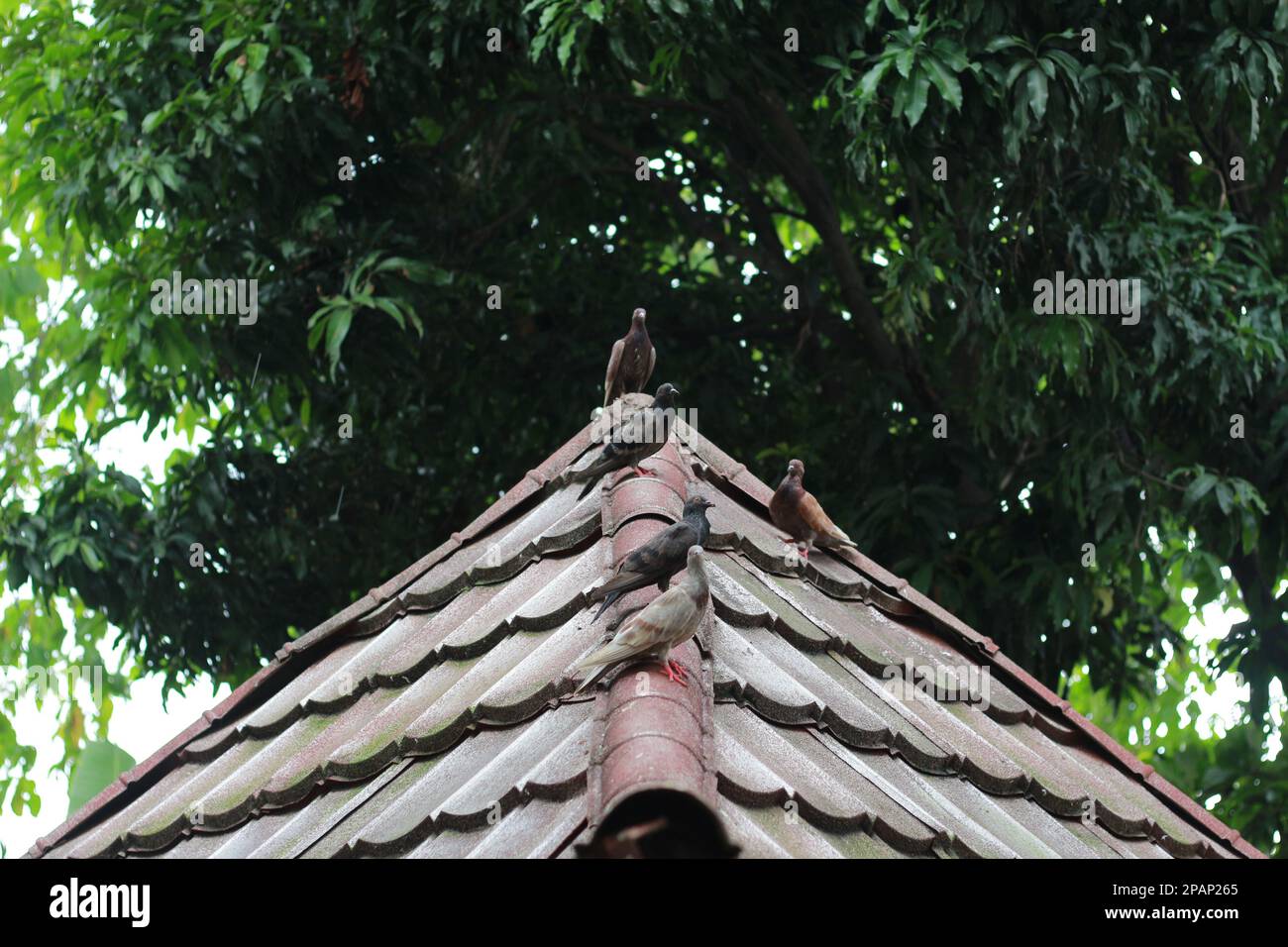 photo de plusieurs pigeons perchés sur le toit avec un fond d'arbres. concept de photo d'animal. Banque D'Images