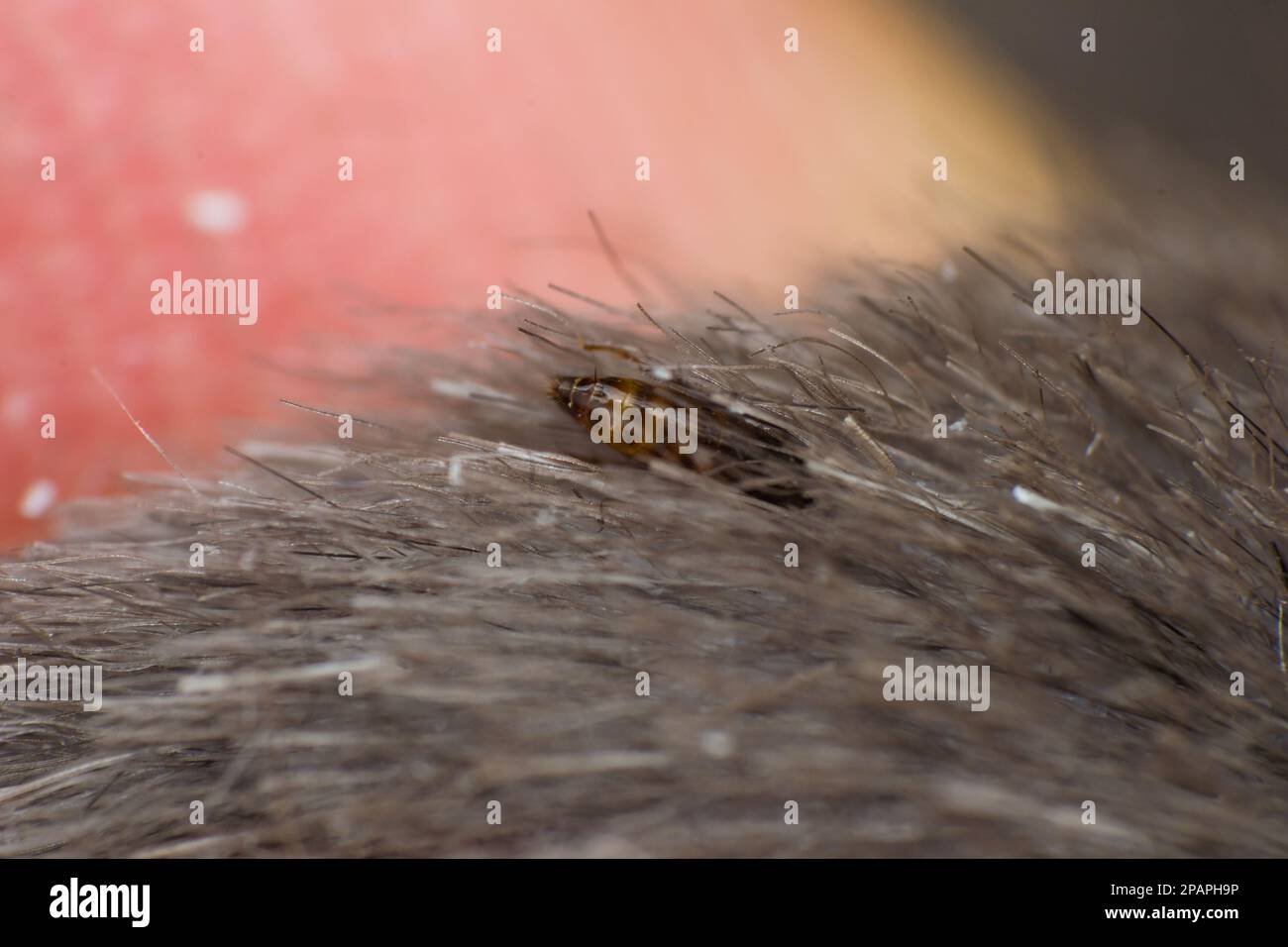 photo macro d'une puce de chat sur la surface de la peau Banque D'Images