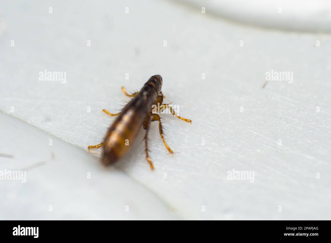 photo macro d'une puce de chat sur la surface de la peau Banque D'Images