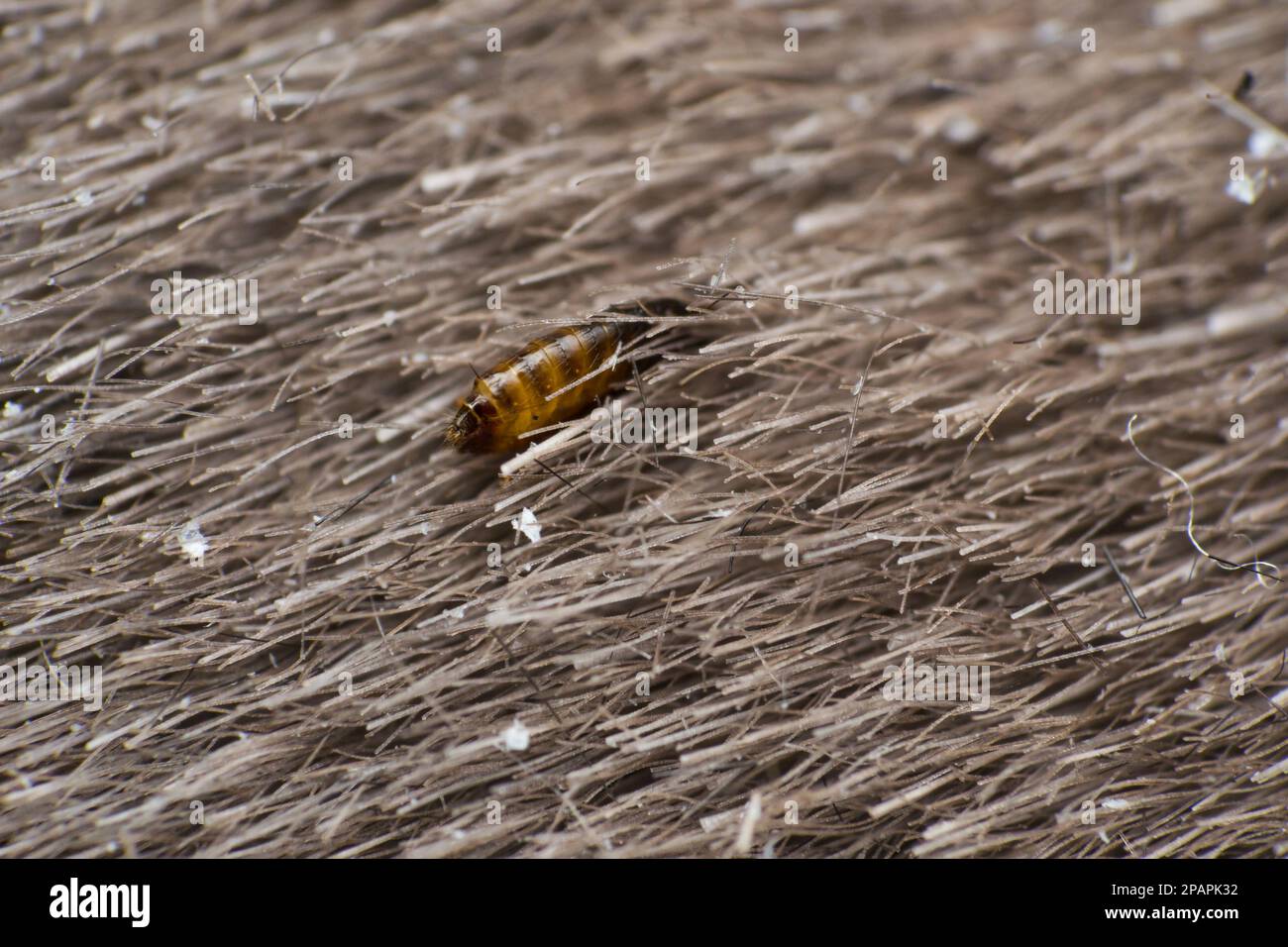 photo macro d'une puce de chat sur la surface de la peau Banque D'Images