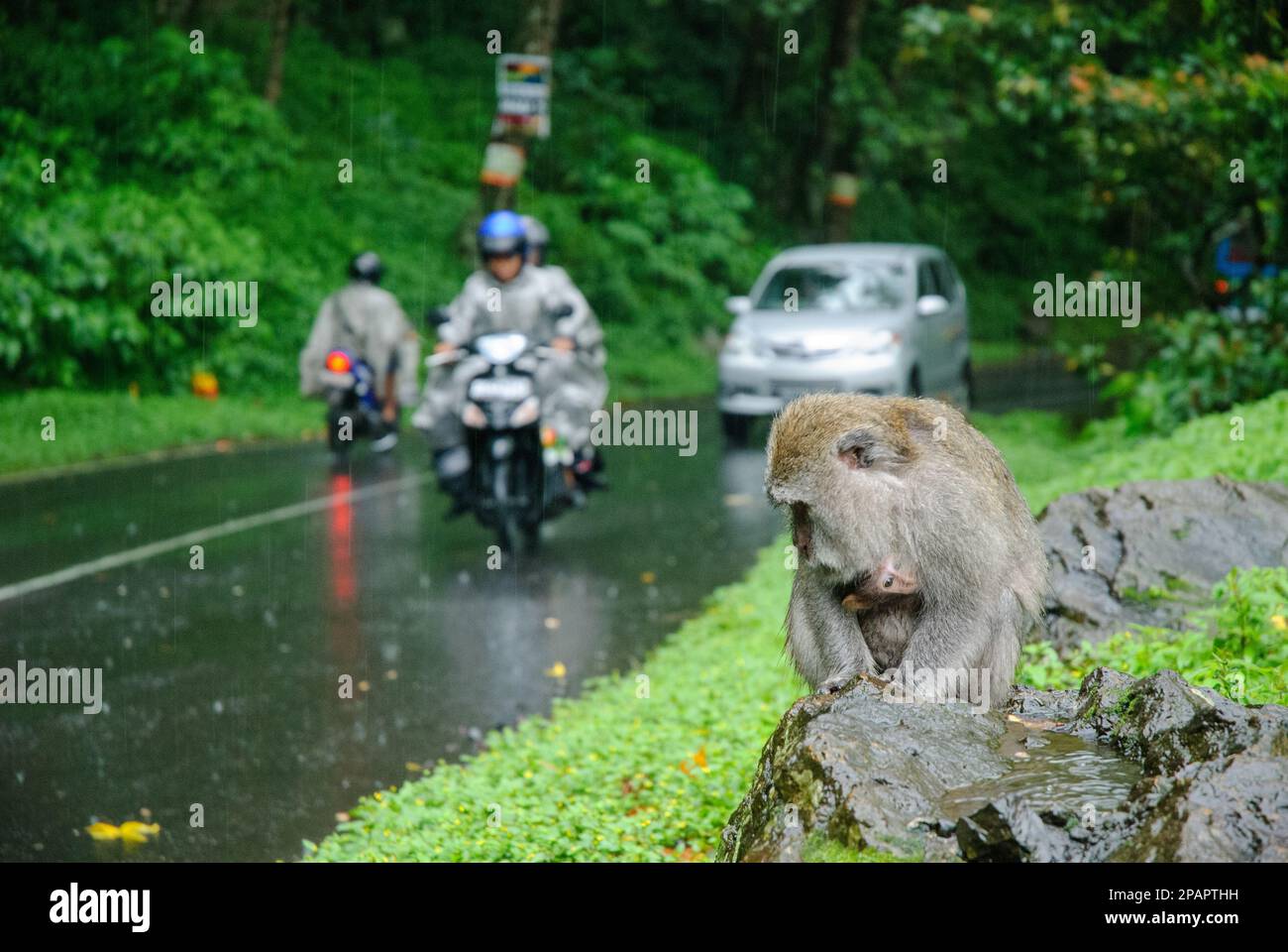 Petit singe et sa mère à Bali près de la route par un jour pluvieux Banque D'Images