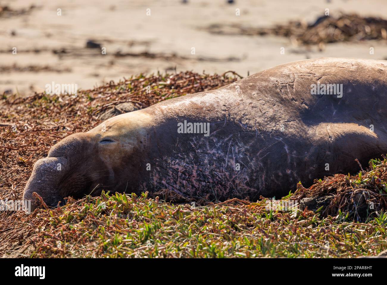 Le phoque à éléphant mâle avec des cicatrices de combat dort au soleil à Drake's Beach, en Californie Banque D'Images