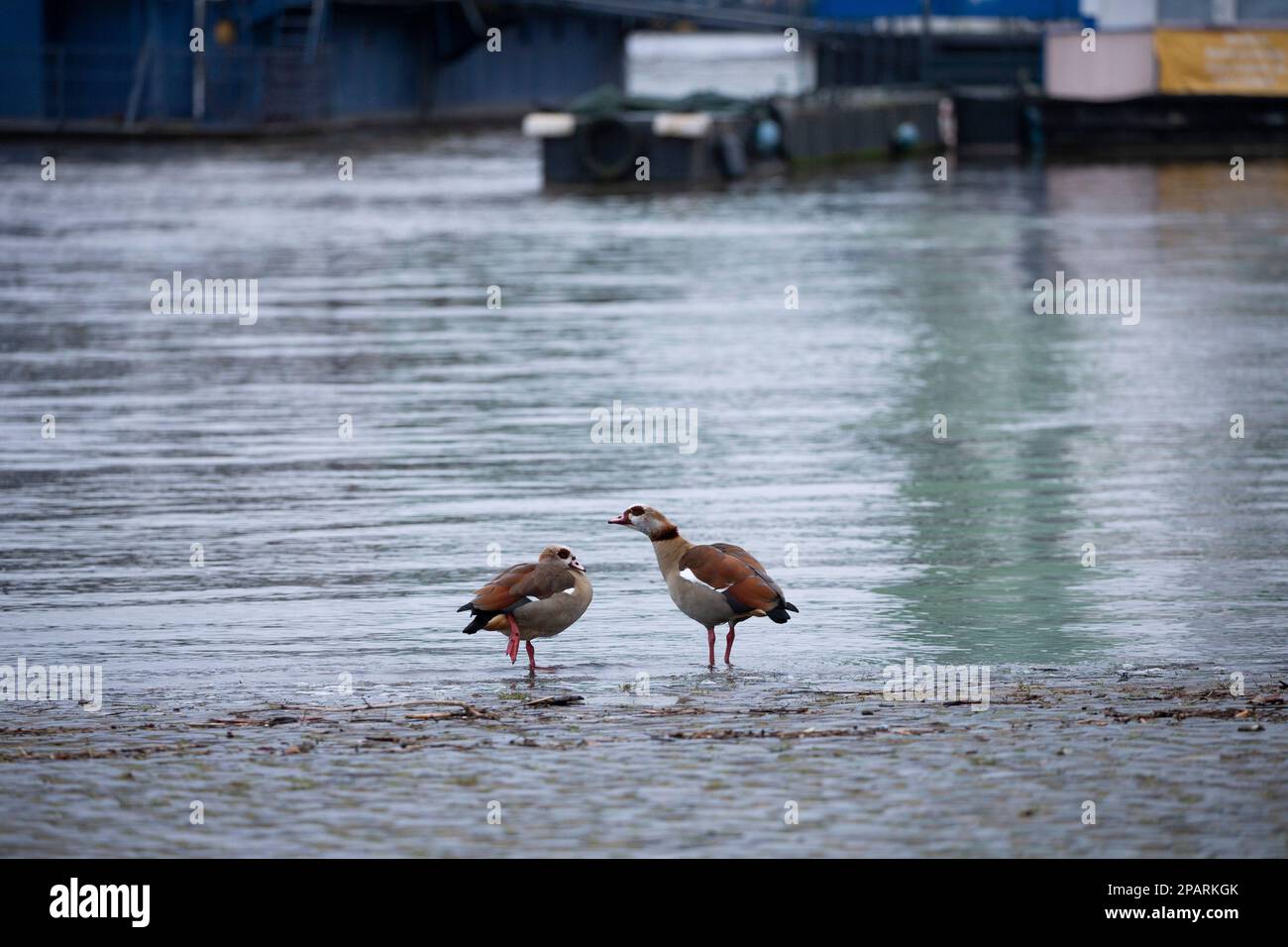 Cologne, Allemagne. 12th mars 2023. Deux oies égyptiennes se trouvent sur les rives du Rhin à Cologne tôt le dimanche matin. Le niveau de l'eau du Rhin à la jauge de Cologne est en hausse. Dimanche, 12 mars 2023, un niveau d'eau du Rhin de 4,26 m est attendu à 06:00. Credit: Thomas Banneyer/dpa/Alay Live News Banque D'Images