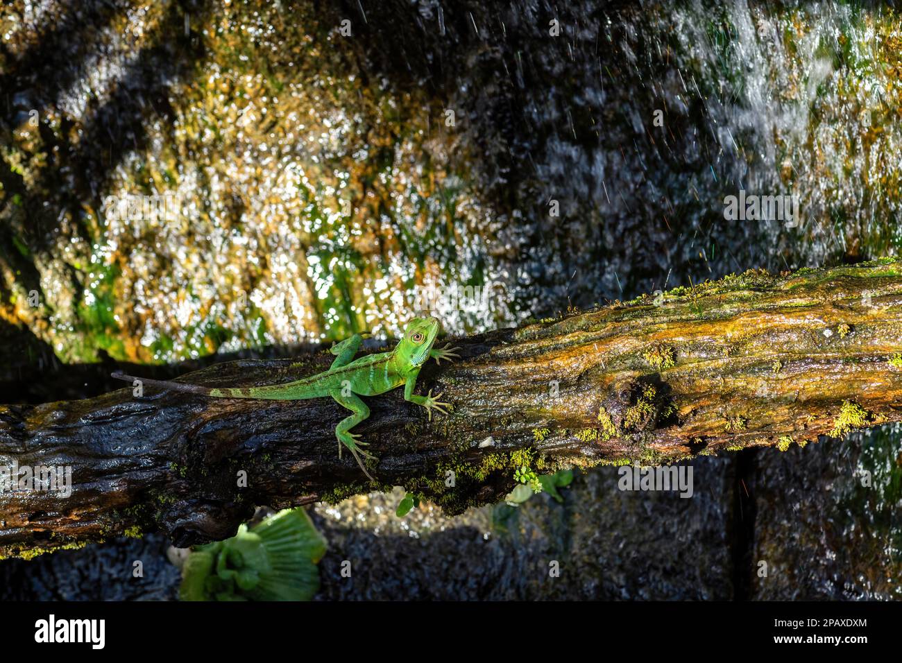 Dragon forestier géant - Gonocephalus grandis, magnifique grand agama vert des forêts de l'Asie du Sud-est, Malaisie. Banque D'Images