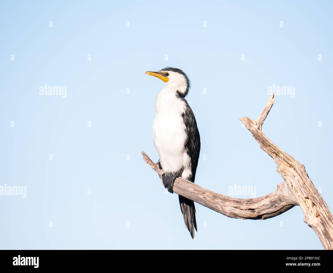 Little Pied Cormorant (Microcarbo melanoleucos) assis sur une branche de séchage, Mandurah, Australie occidentale Banque D'Images