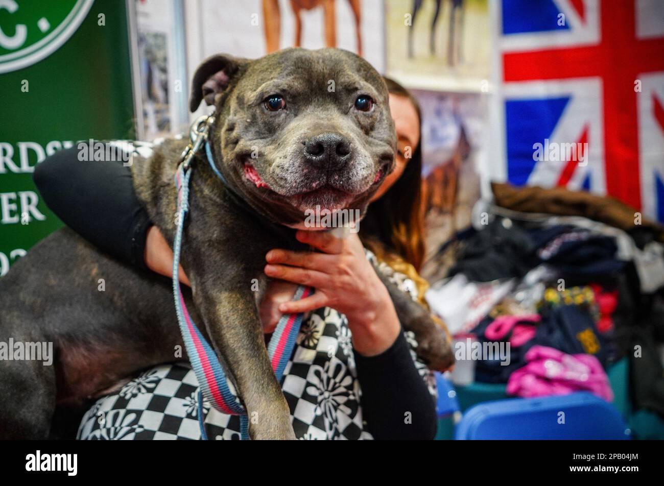 Birmingham, Royaume-Uni. 11th mars 2023. Stand Bull Terrier s'affichant le troisième jour de Crufts. Connu comme l'un des plus grands spectacles canins du monde, Crufts, l'événement annuel de quatre jours retourne à Birmingham, en Angleterre centrale, en 2023. Le salon international des chiens se tient au National Exhibition Centre de Birmingham. Crédit : SOPA Images Limited/Alamy Live News Banque D'Images