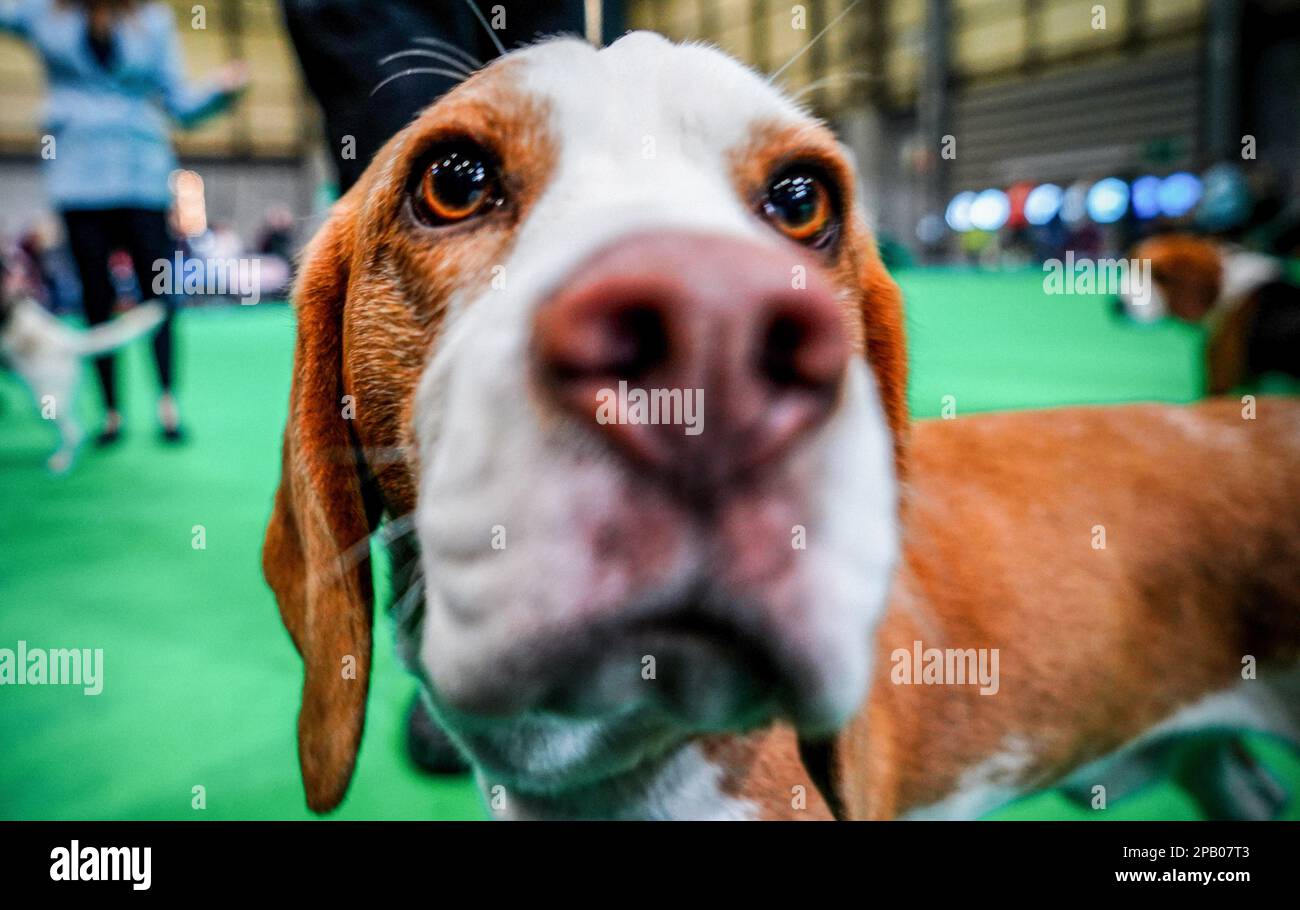 Birmingham, Royaume-Uni. 11th mars 2023. Beagle à juger le troisième jour de Crufts. Connu comme l'un des plus grands spectacles canins du monde, Crufts, l'événement annuel de quatre jours retourne à Birmingham, en Angleterre centrale, en 2023. Le salon international des chiens se tient au National Exhibition Centre de Birmingham. (Photo de Jasmine Leung/SOPA Images/Sipa USA) crédit: SIPA USA/Alay Live News Banque D'Images