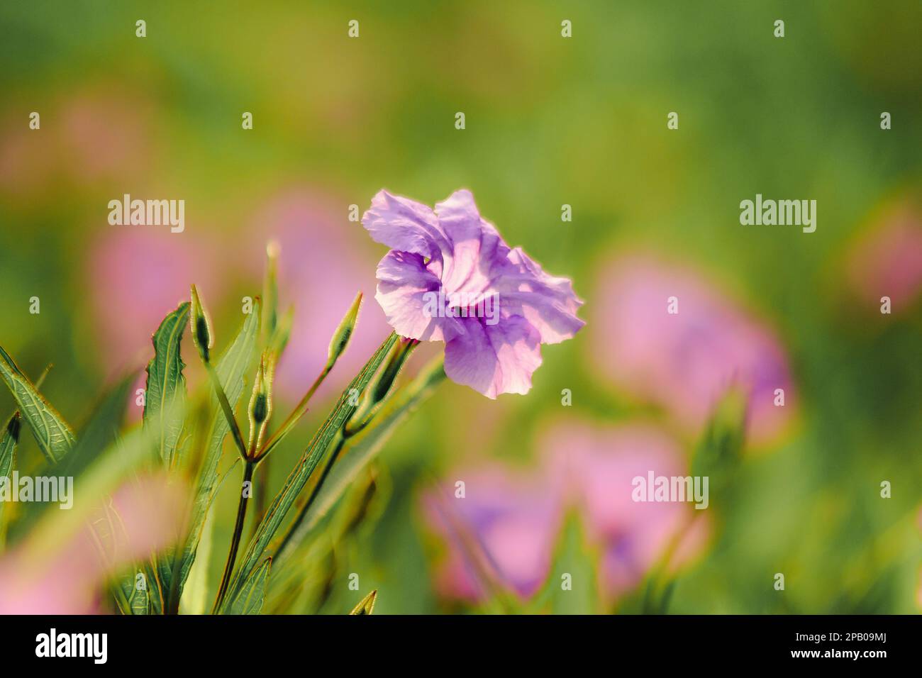 Waterkanon, Watrakanu, Minnieroot, classé comme une mauvaise herbe avec de belles fleurs, belles fleurs pourpres dans la nature. Banque D'Images