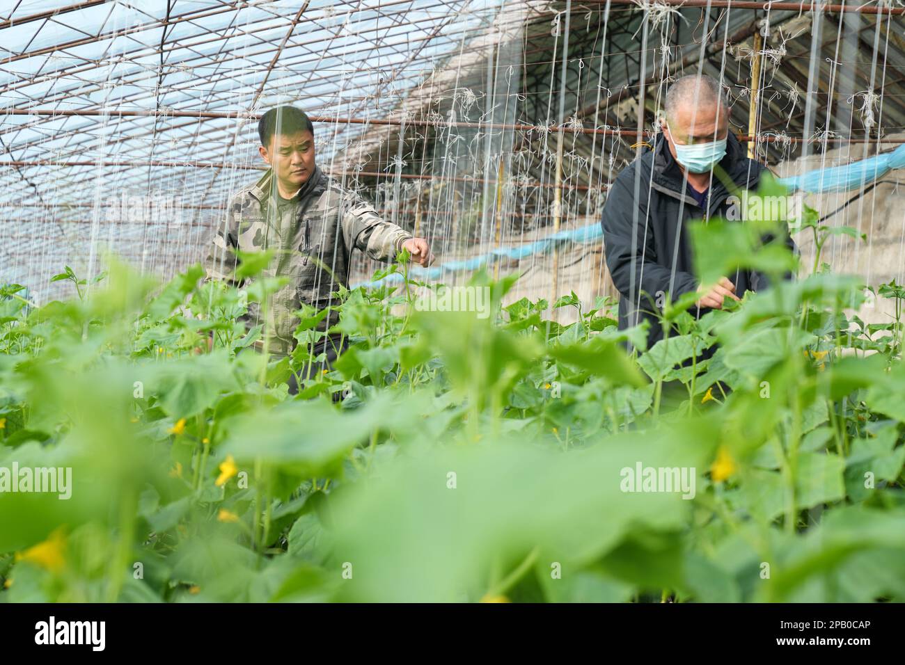 Harbin, province chinoise de Heilongjiang. 10th mars 2023. Les villageois travaillent à une serre dans le village de Xingsheng, dans la ville de Ning'an, dans la ville de Ning'an, à Mudanjiang, dans la province de Heilongjiang, au nord-est de la Chine, à 10 mars 2023. Dans la province de Heilongjiang, même si la température est encore basse au début du printemps, les villageois profitent des serres pour accroître l'efficacité de la production agricole et augmenter leurs revenus. Credit: Wang Jianwei/Xinhua/Alay Live News Banque D'Images
