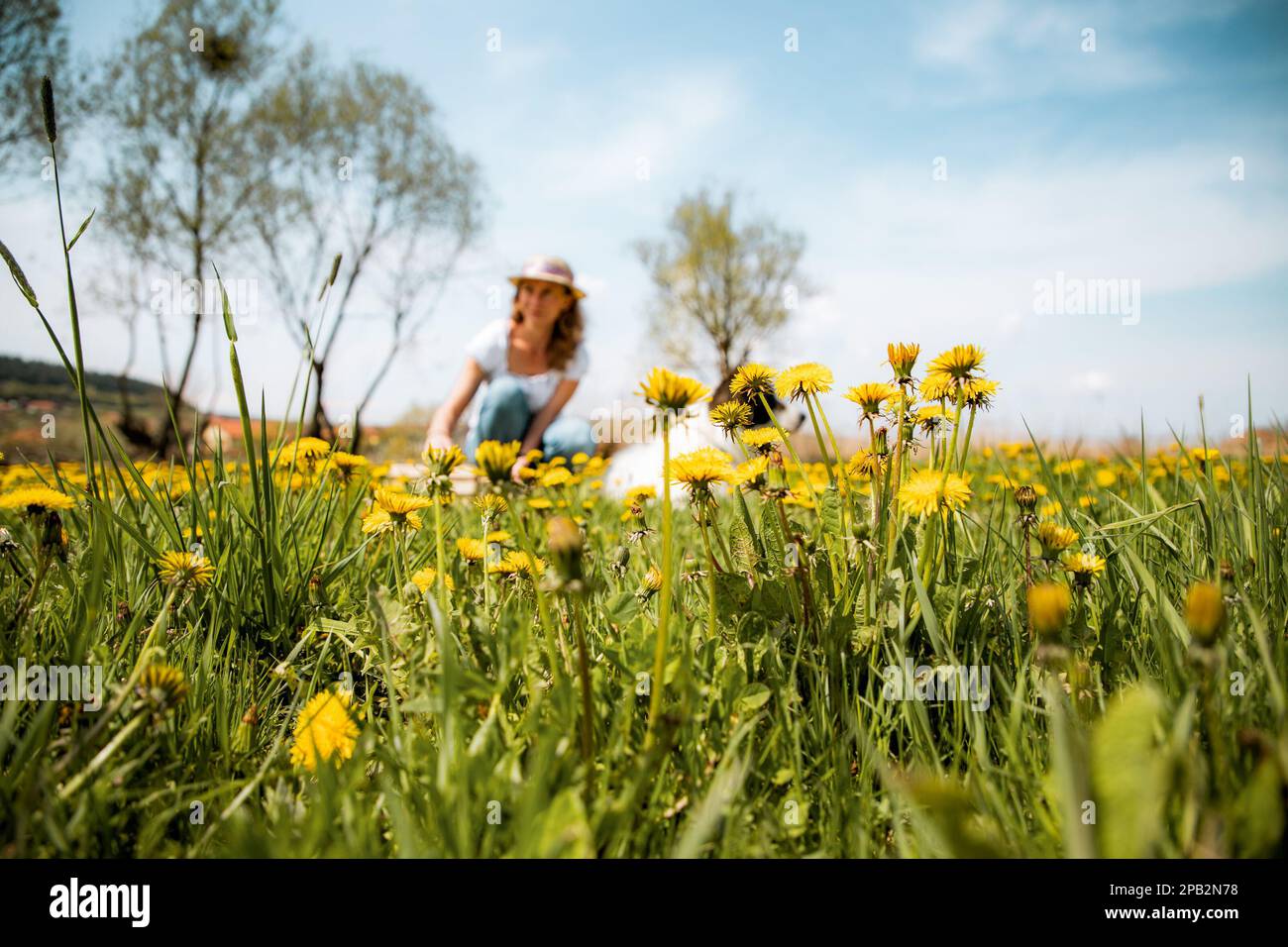 femme cueillant des fleurs de pissenlit jardin sauvage Banque D'Images