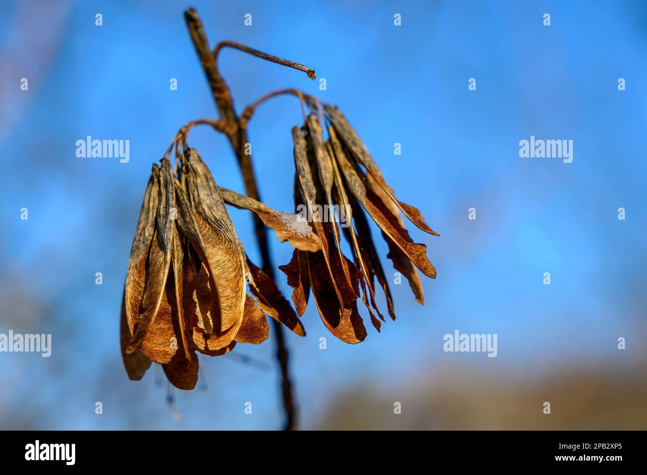 Photo macro des fruits d'un érable (Acer) en hiver contre un ciel bleu. Banque D'Images