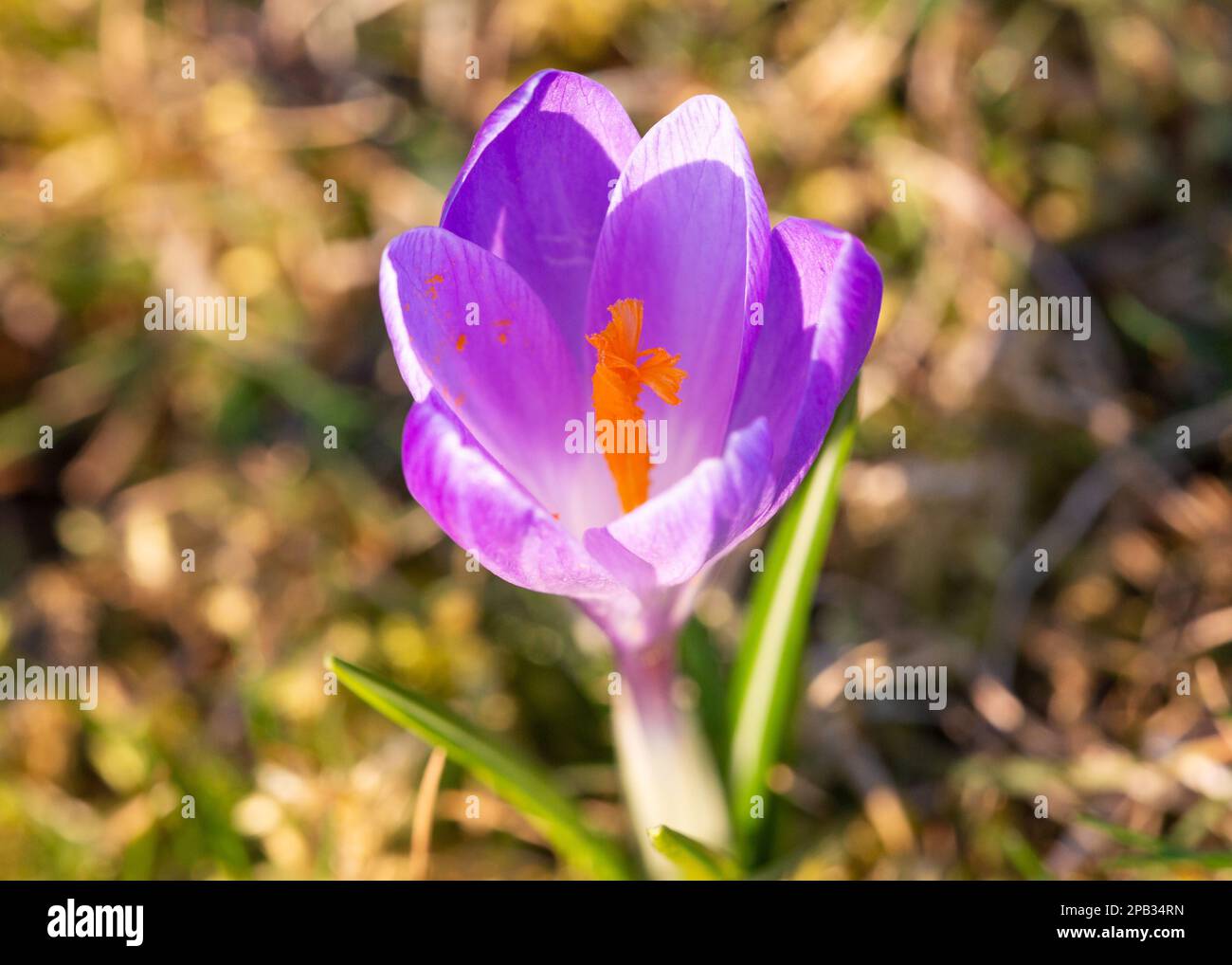 Fleur de crocus de printemps, Crocus vernus, gros plan, Royaume-Uni Banque D'Images