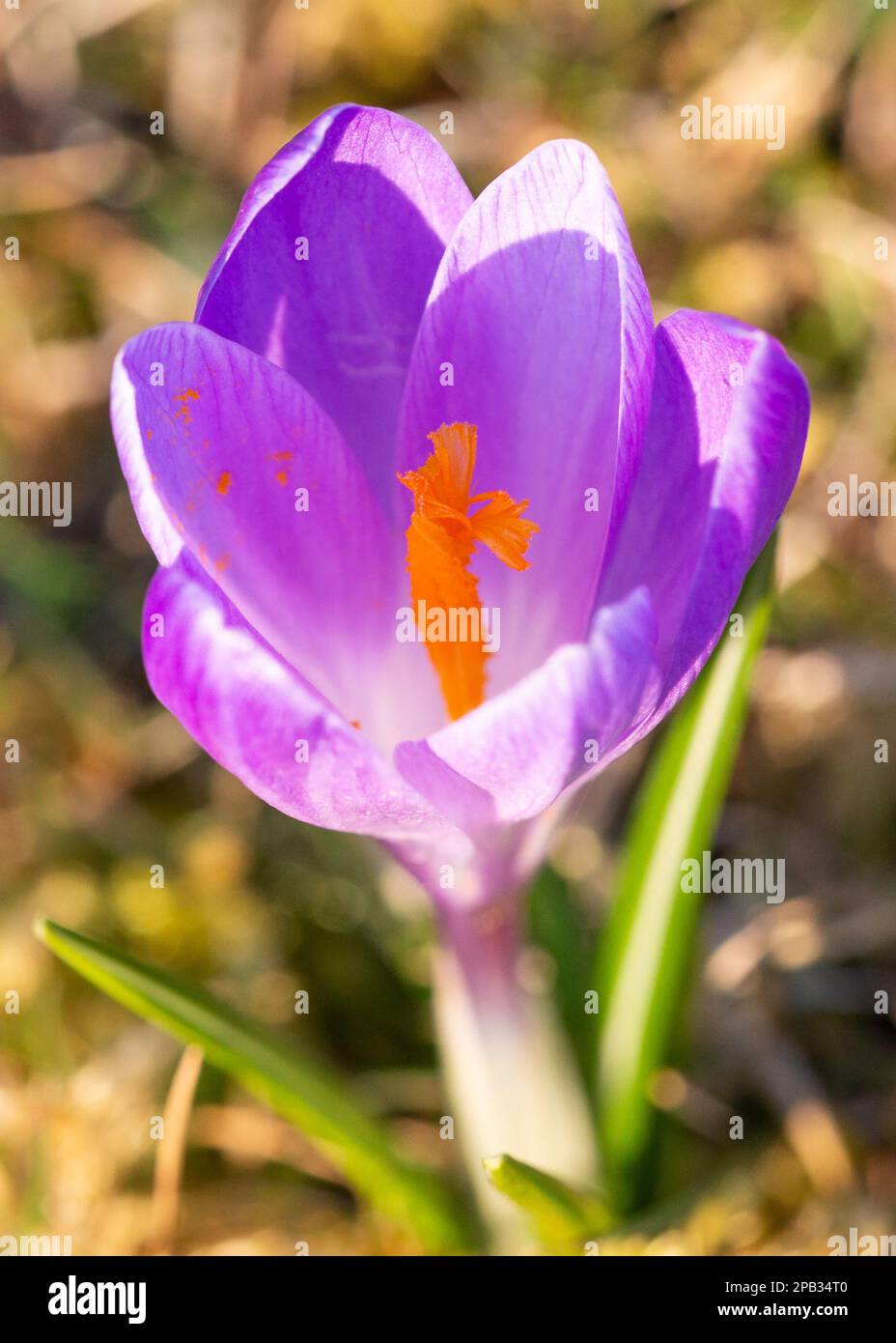 Fleur de crocus de printemps, Crocus vernus, gros plan, Royaume-Uni Banque D'Images