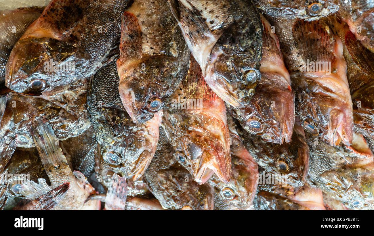 Poisson sur glace au marché aux poissons. Groupe de poissons frais crus sur la stalle du marché. Concept de fruits de mer. Vue grand angle. Mise au point sélective Banque D'Images