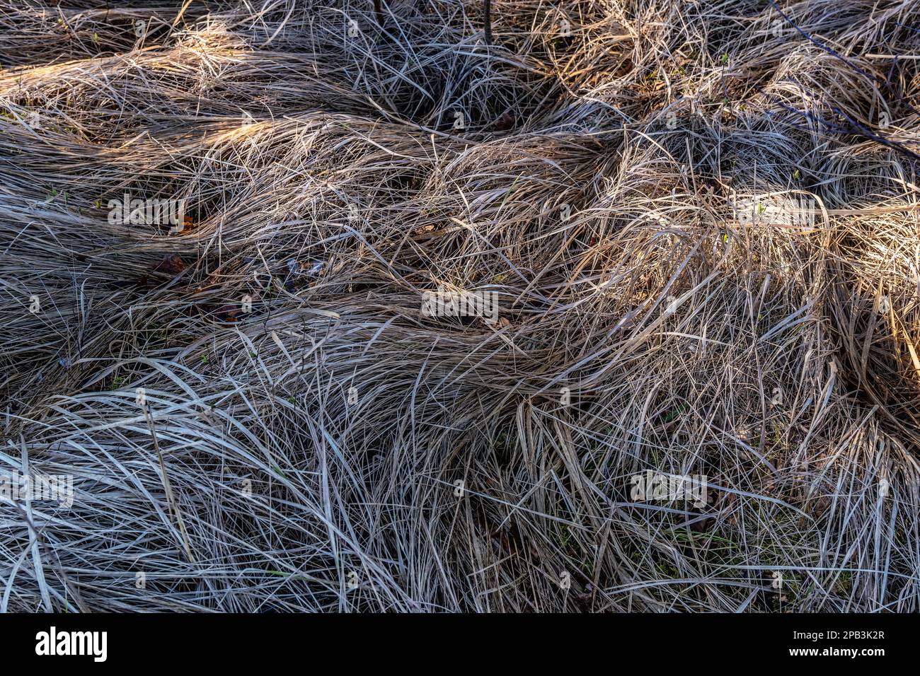 Fosdalen Wanderway sentier iceage paysage dans ton Danemark Banque D'Images